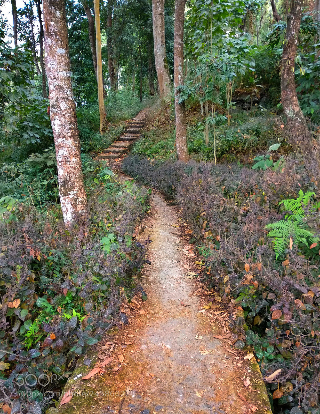 Xiaomi Mi A1 sample photo. Fall photography