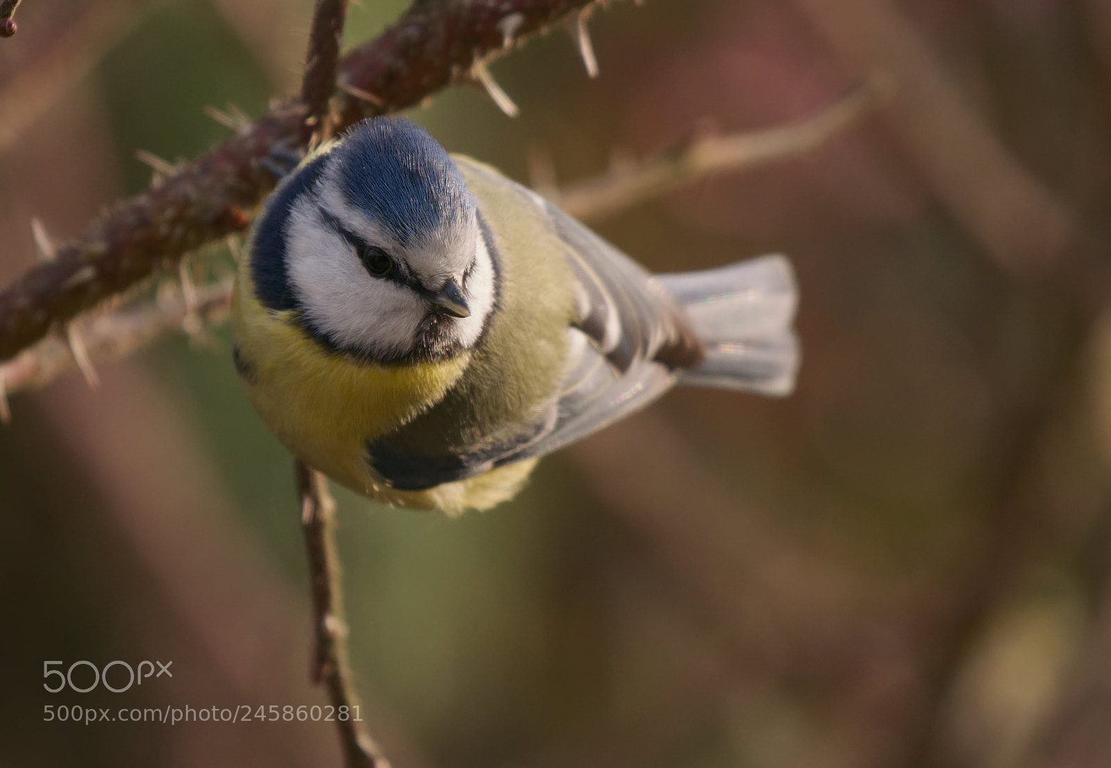 Panasonic DMC-G81 sample photo. Blue tit photography
