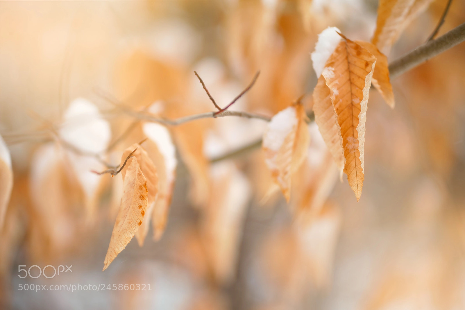 Sony a7R III sample photo. Nailing focus photography
