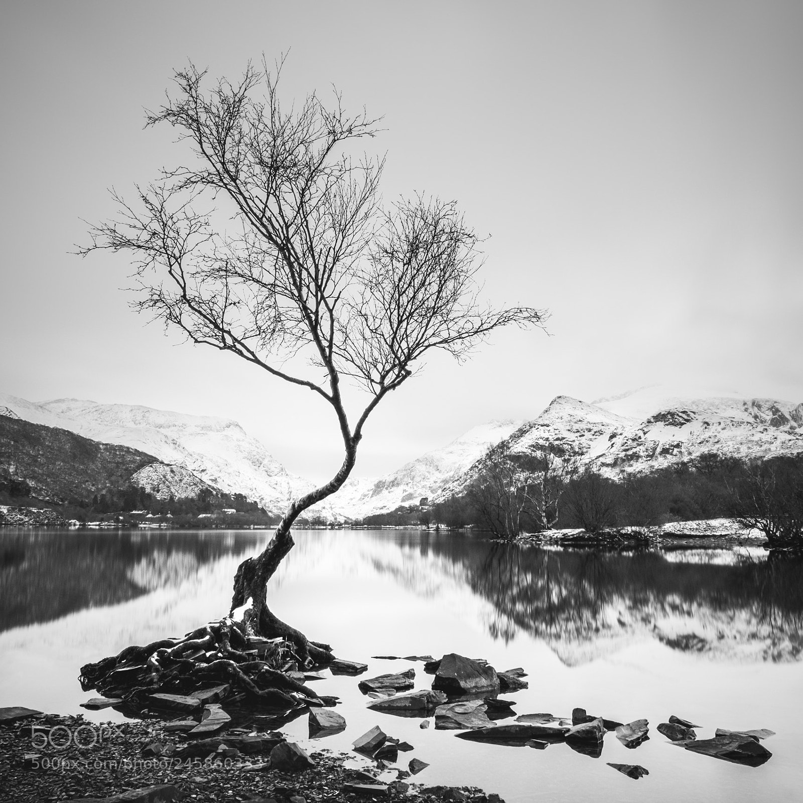 Fujifilm X-T1 sample photo. The lonely tree photography