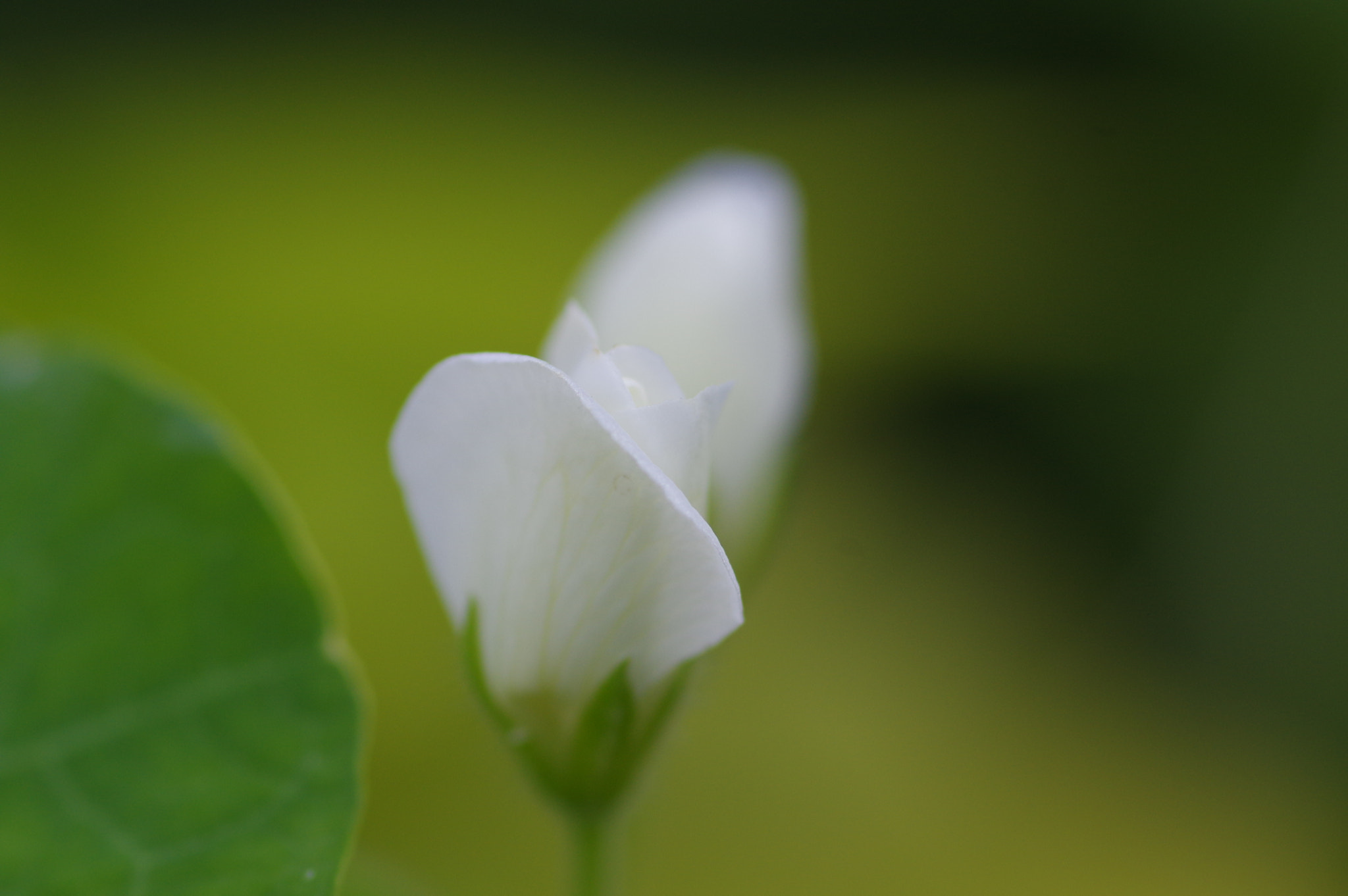 Pentax K-3 II + Pentax smc D-FA 100mm F2.8 Macro WR sample photo. White photography