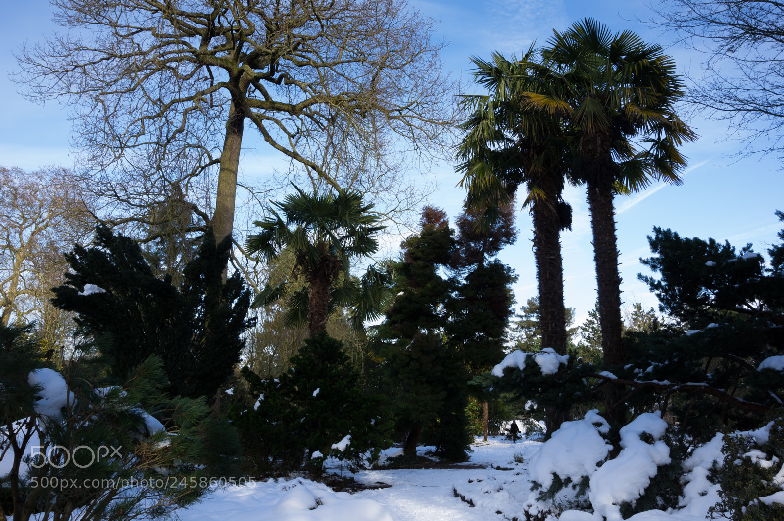 Pentax K-3 sample photo. Plam trees after snowfall photography