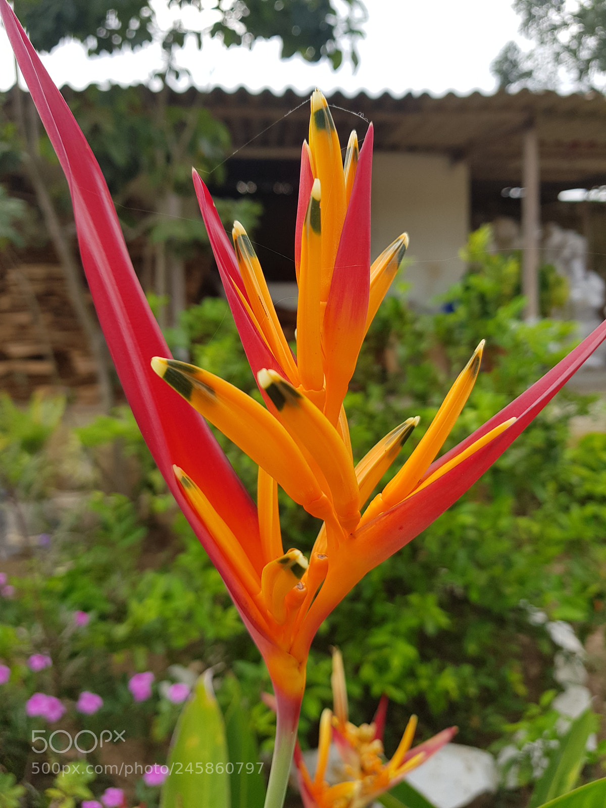 Samsung Galaxy S8 sample photo. Untitled photography