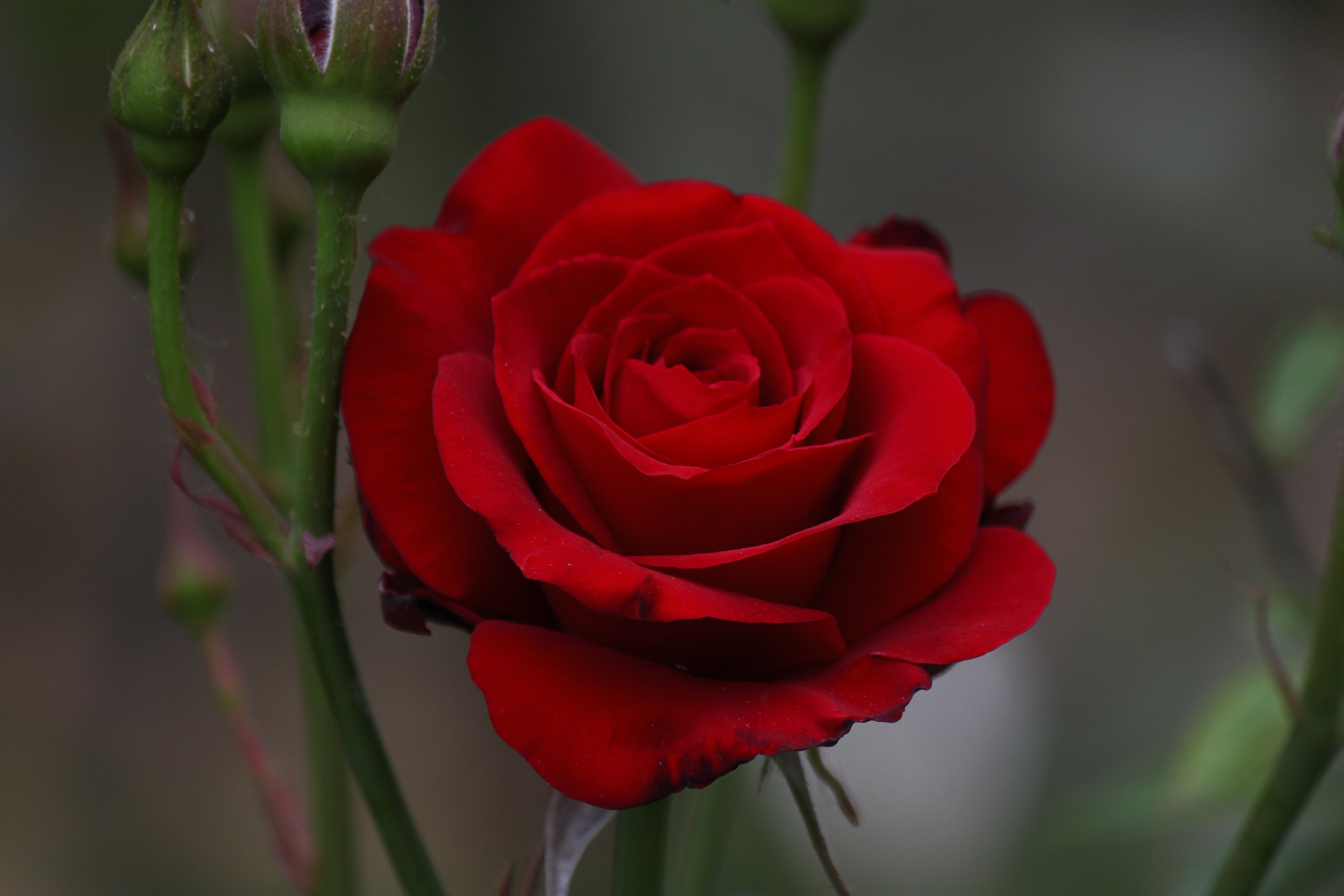 Canon EF-S 55-250mm F4-5.6 IS sample photo