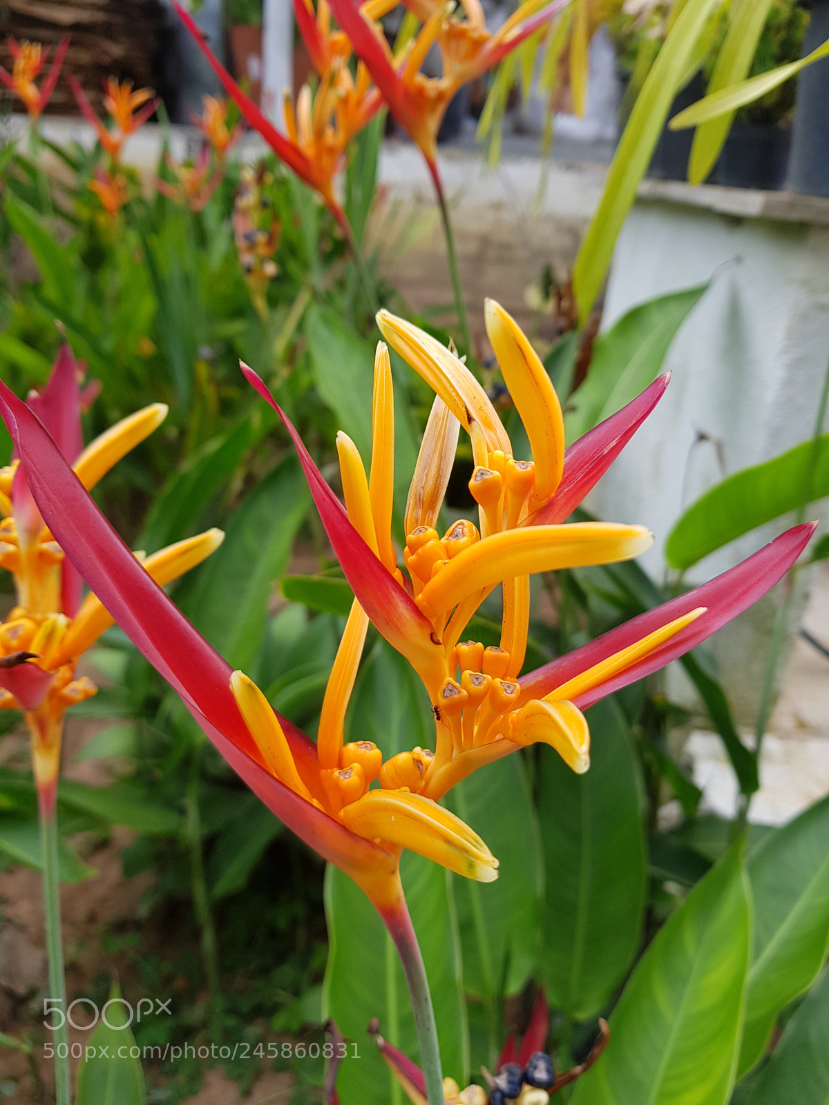 Samsung Galaxy S8 sample photo. Untitled photography