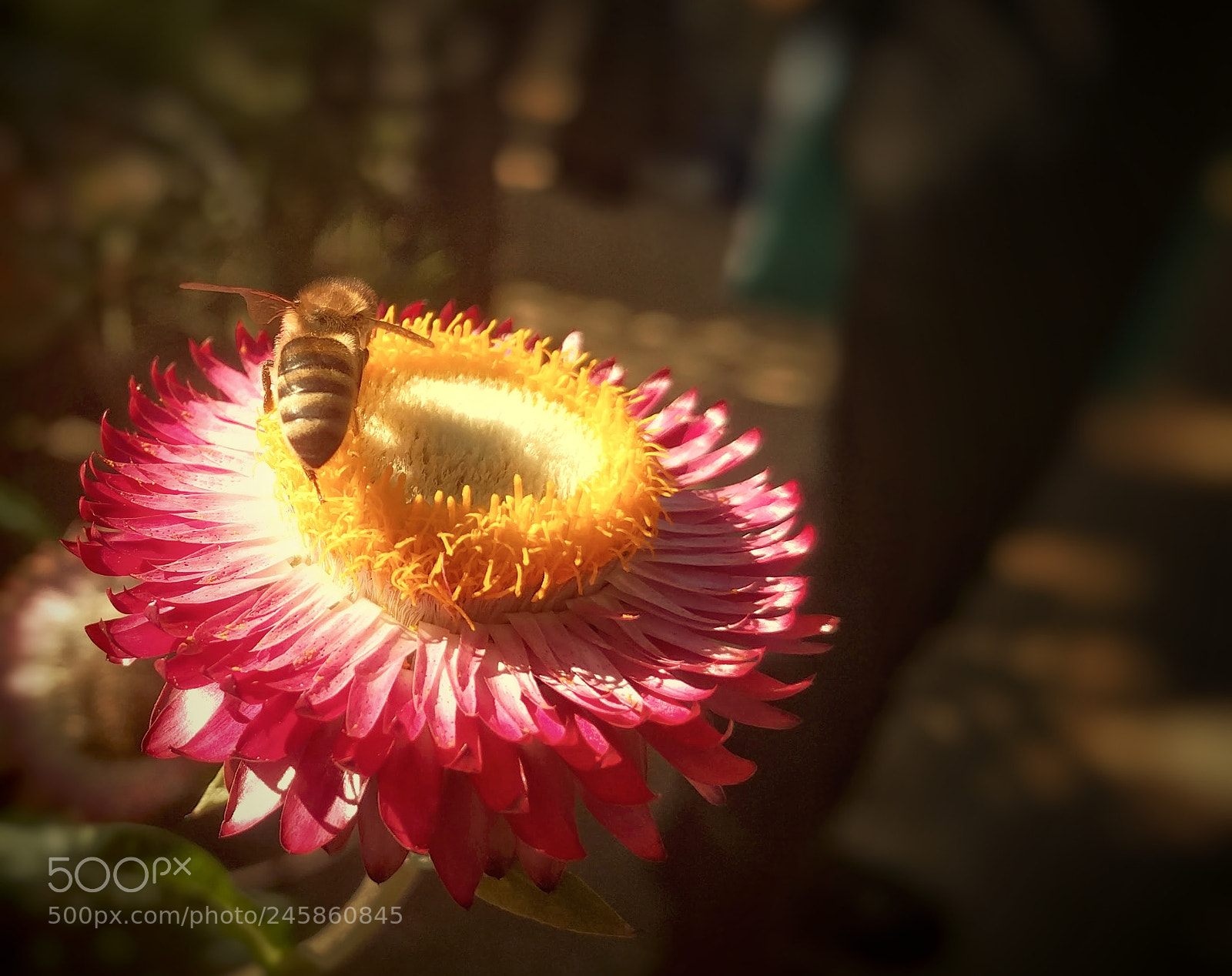 LG Nexus 5X sample photo. Bumblebee photography