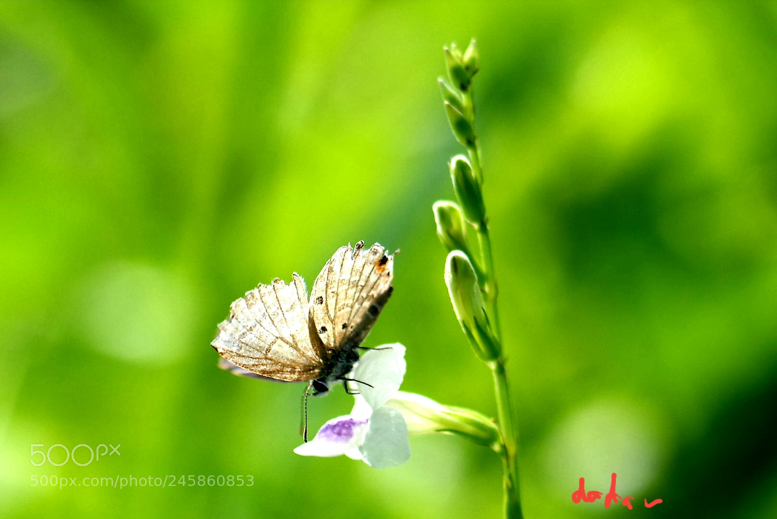 Samsung NX30 sample photo. Sweety photography