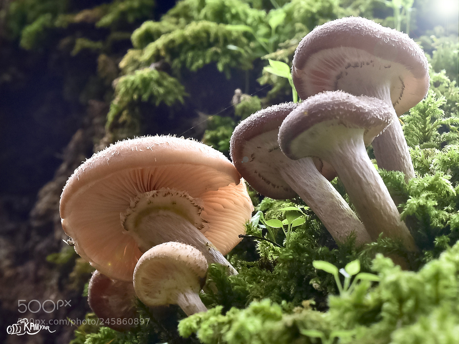 Nikon D7200 sample photo. Mushrooms photography