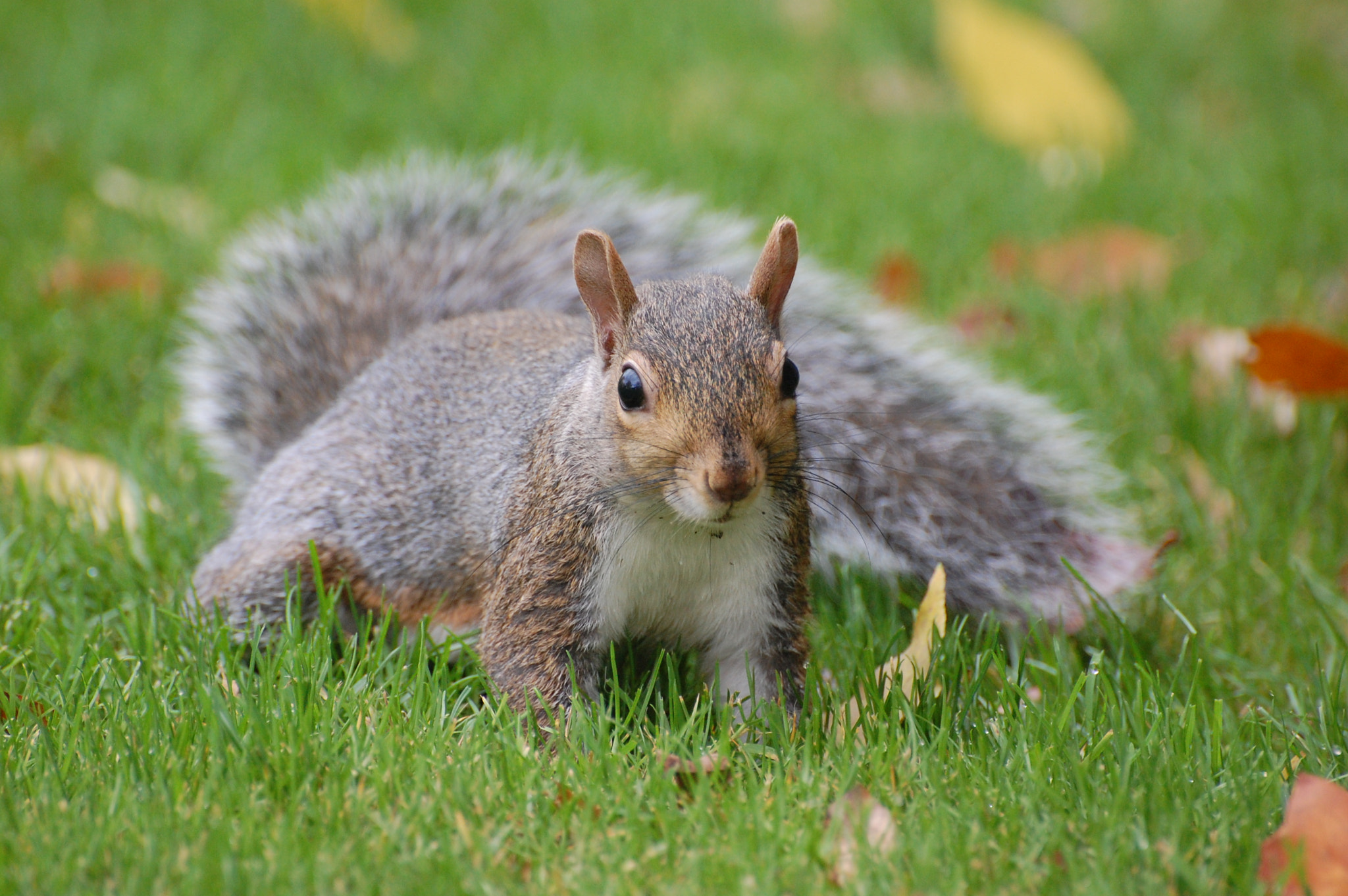 Nikon D40 sample photo. Squirrel photography