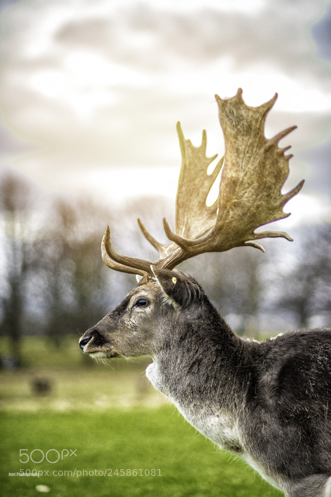 Nikon D810 sample photo. Deer portrait photography