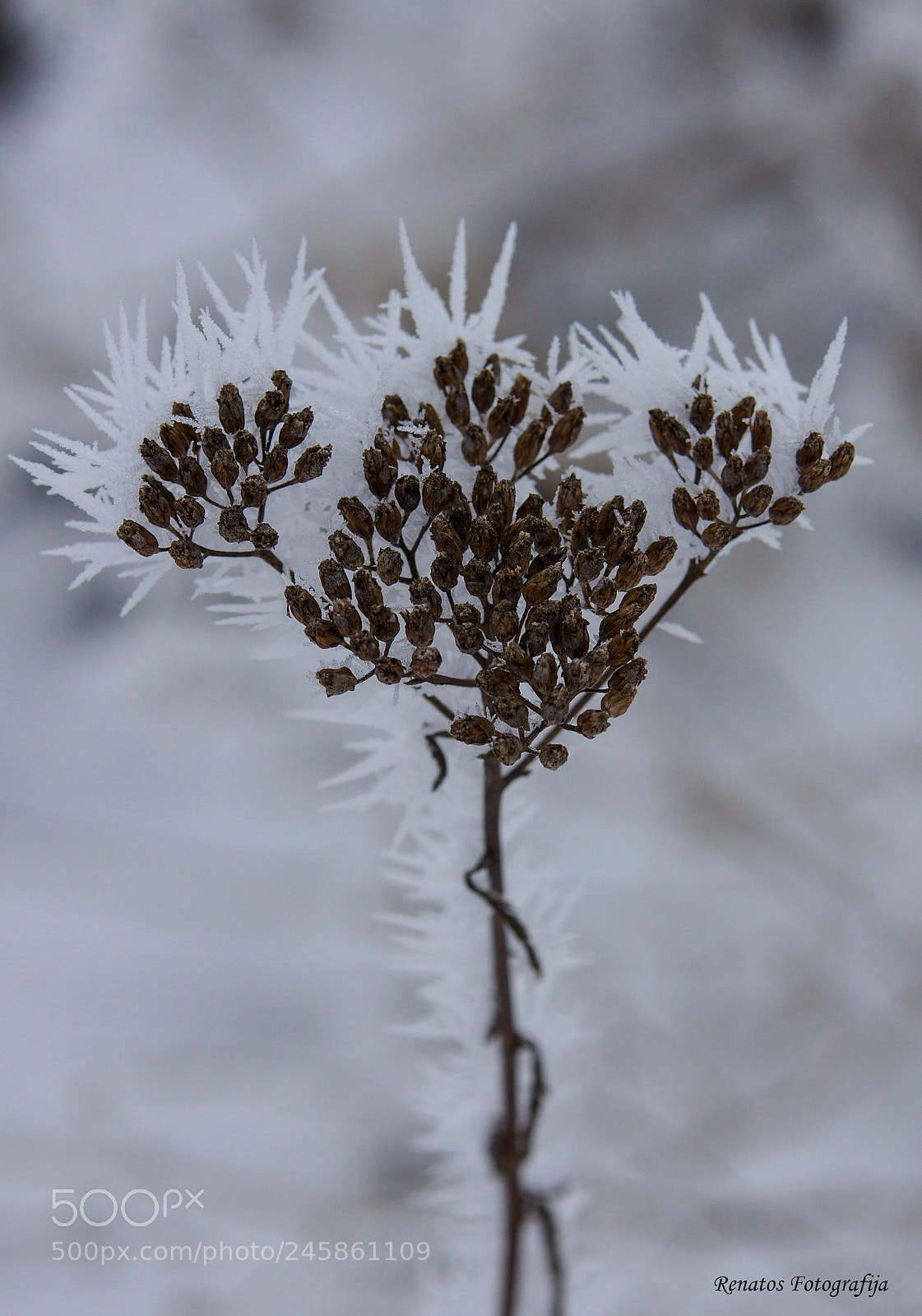 Pentax K-3 sample photo. Frost photography