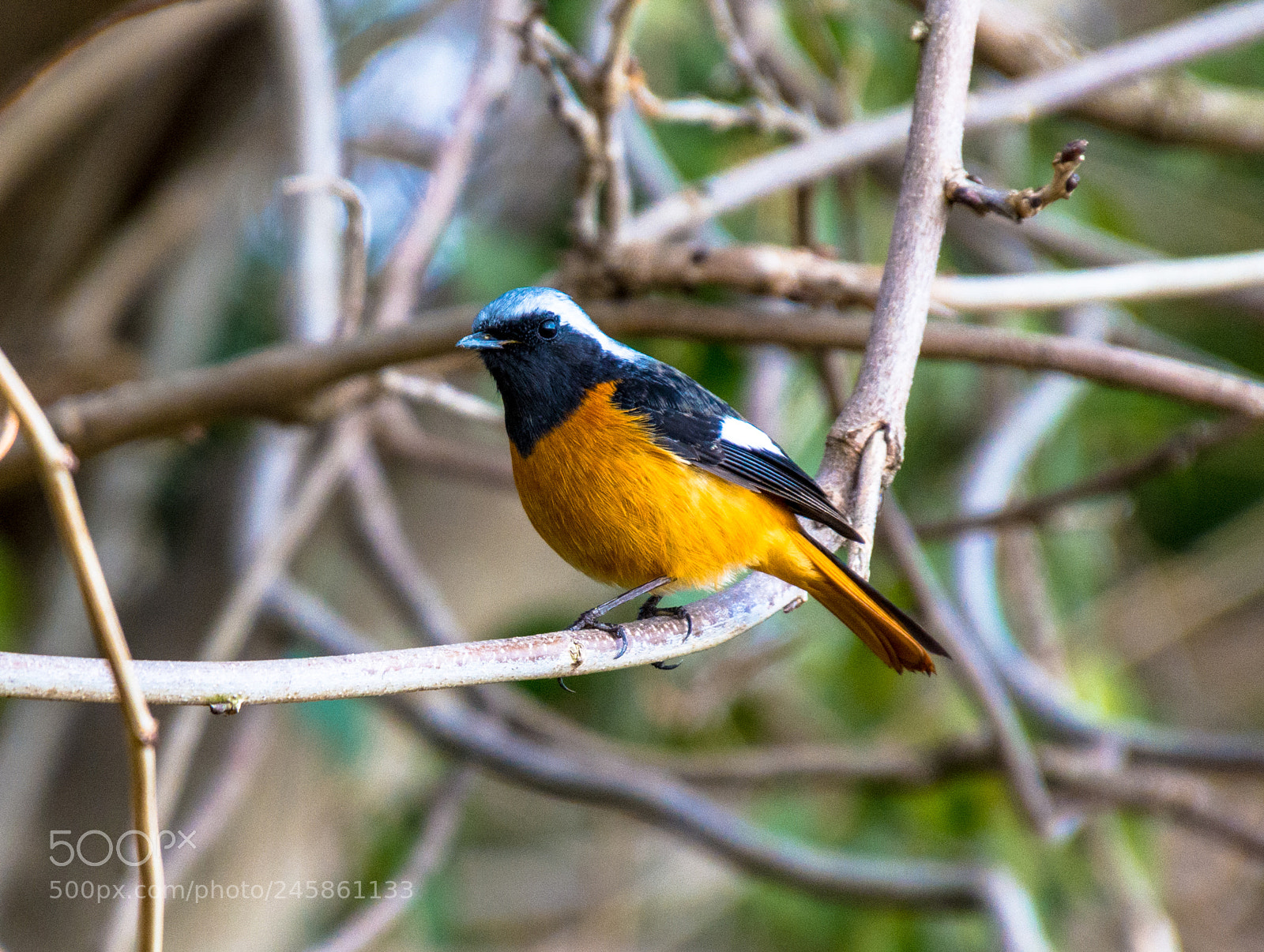Nikon D7100 sample photo. Redstart photography