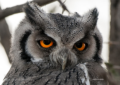 Nikon D300S sample photo. I have my eye photography