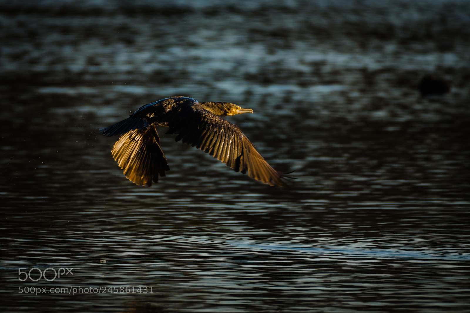 Nikon D500 sample photo. Aalscholver (phalacrocorax carbo) photography
