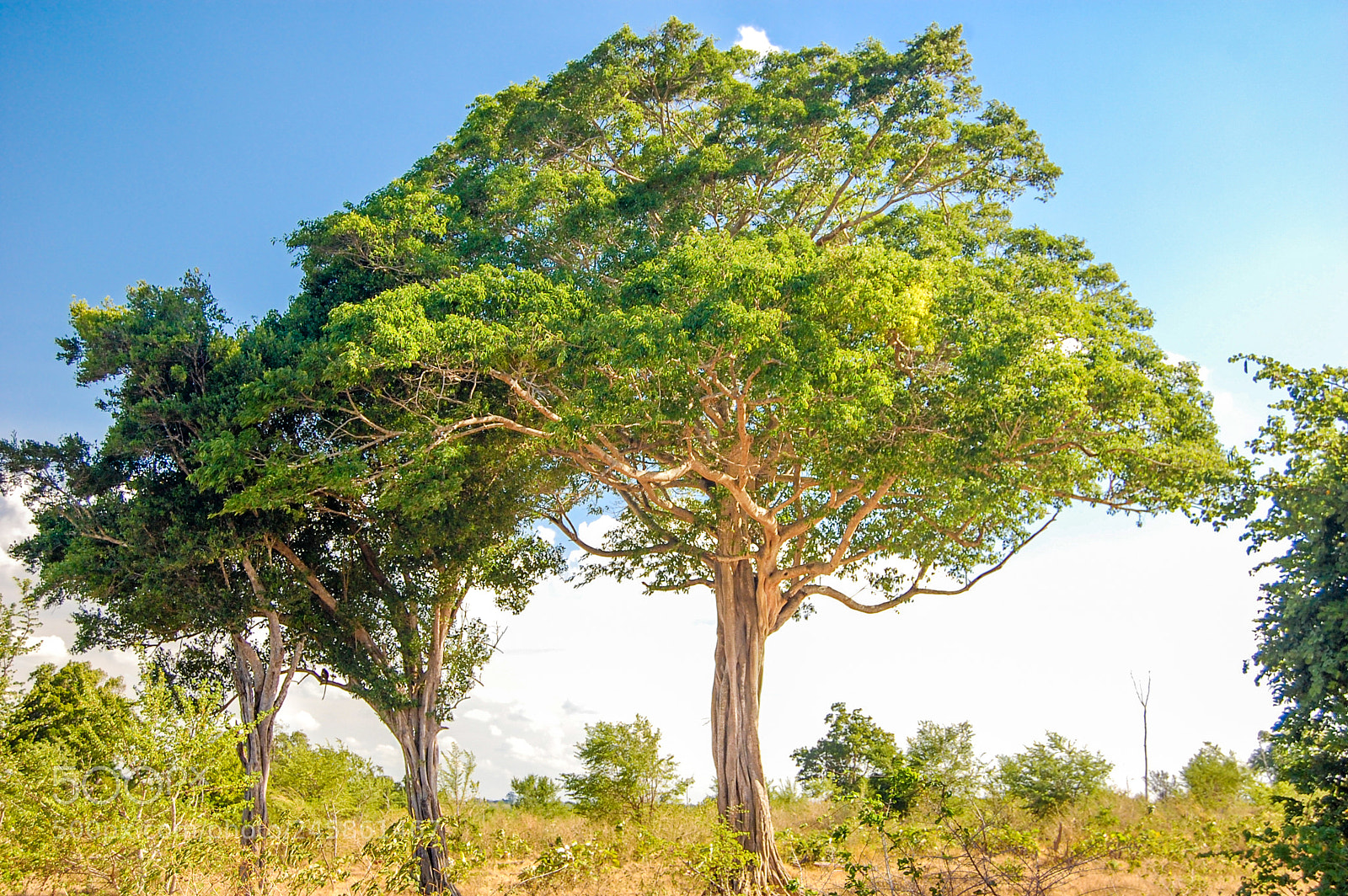 Nikon D40 sample photo. Tree photography