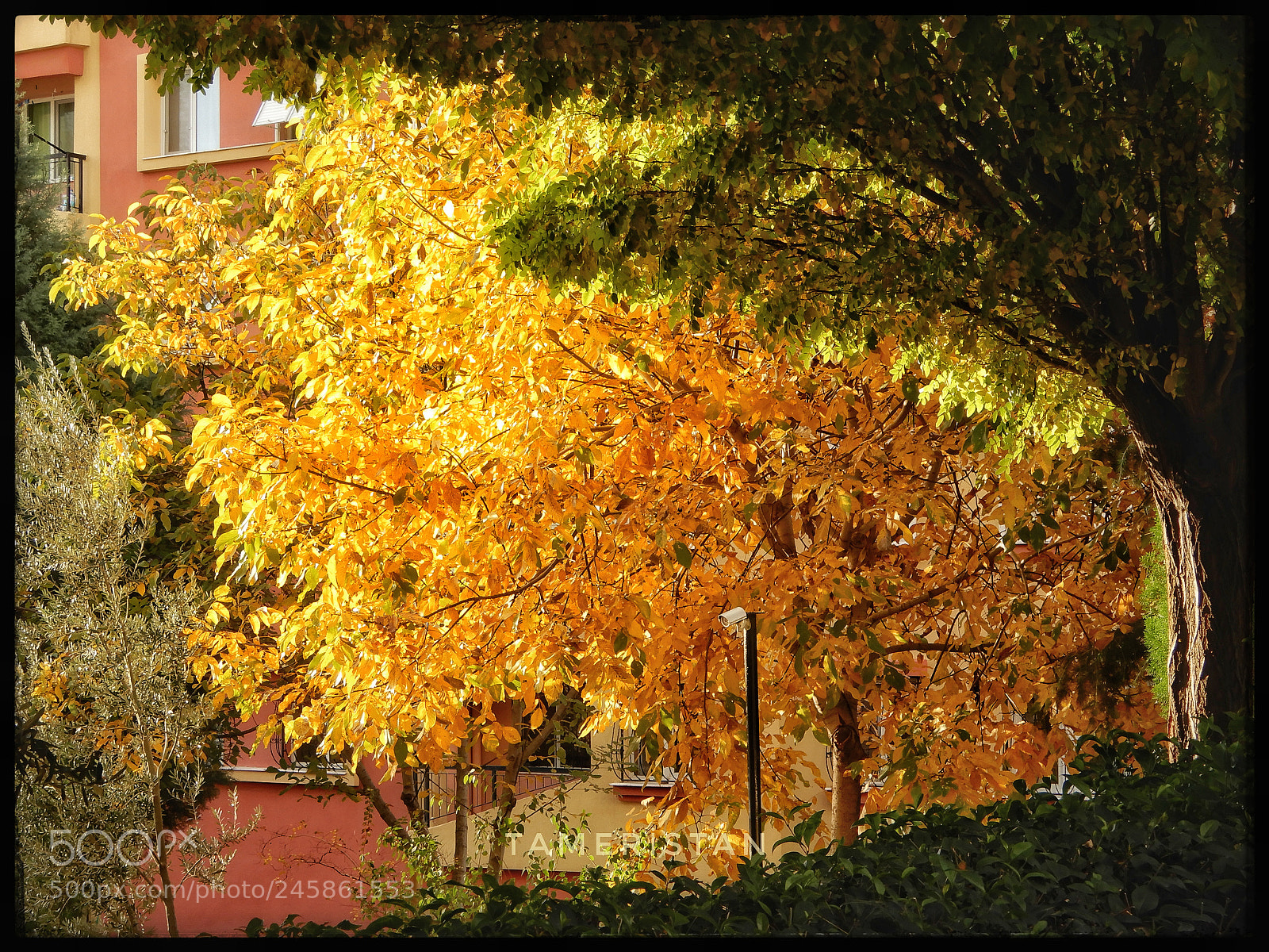 Nikon Coolpix A900 sample photo. Yellow autumn.. photography