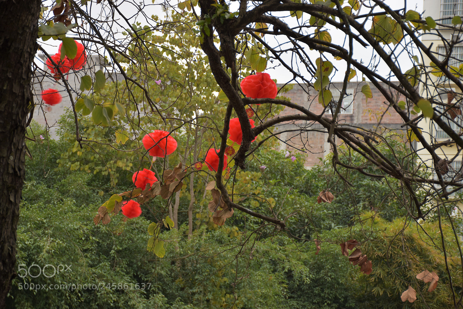 Nikon D5500 sample photo. Before festival photography