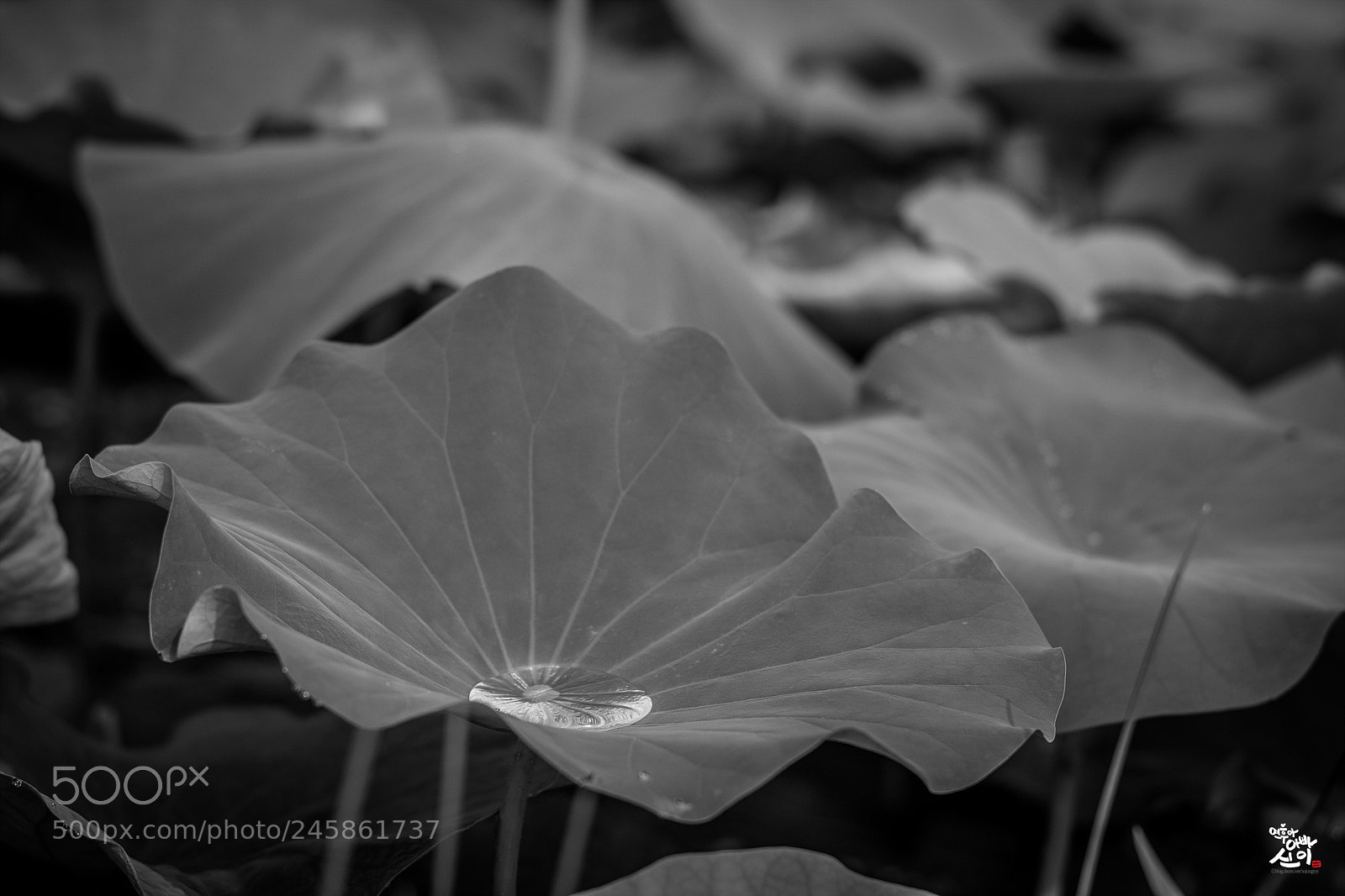 Fujifilm X-T2 sample photo. Raindrop photography