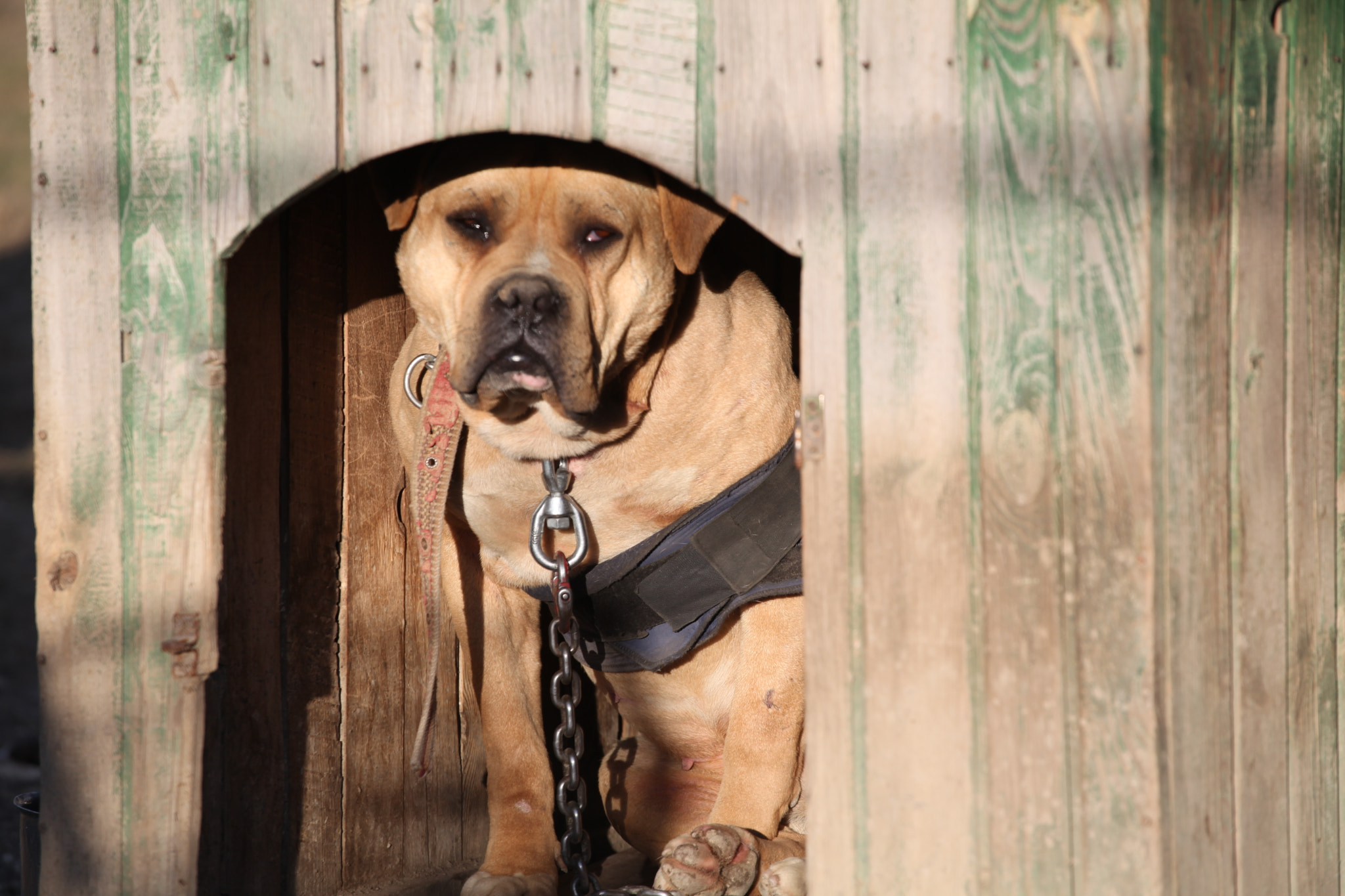 Canon EF 70-200mm F4L USM sample photo. My dog... photography