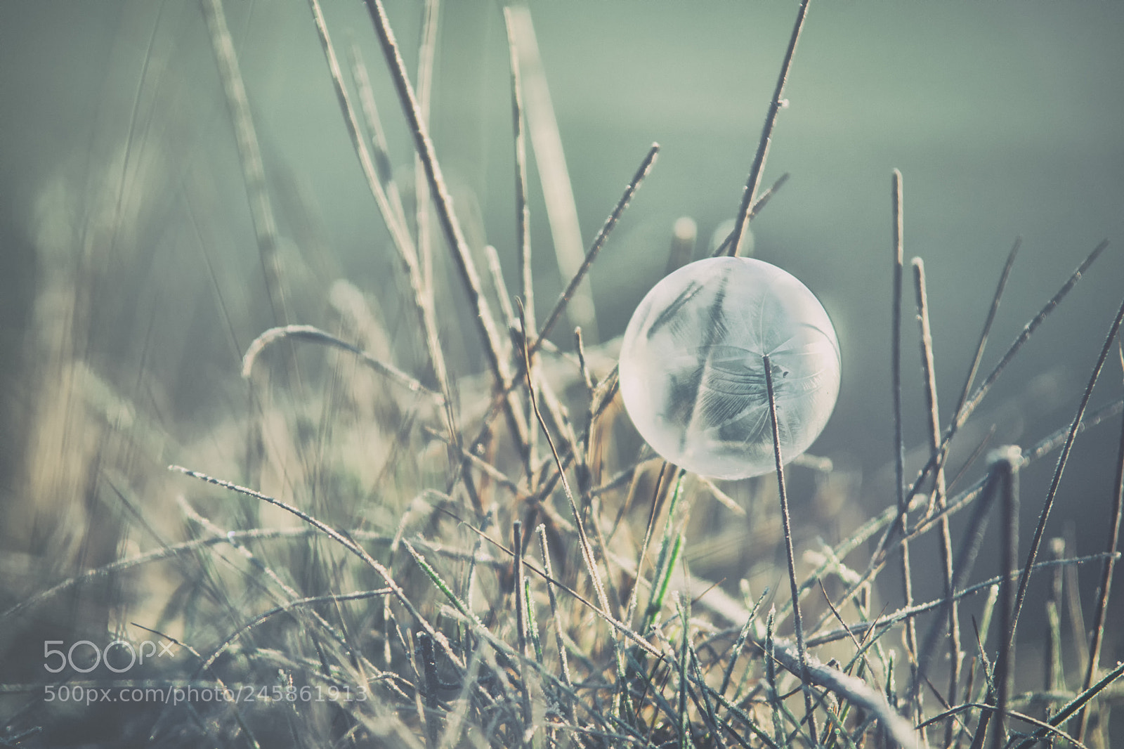 Nikon D7200 sample photo. Frozen bubble photography