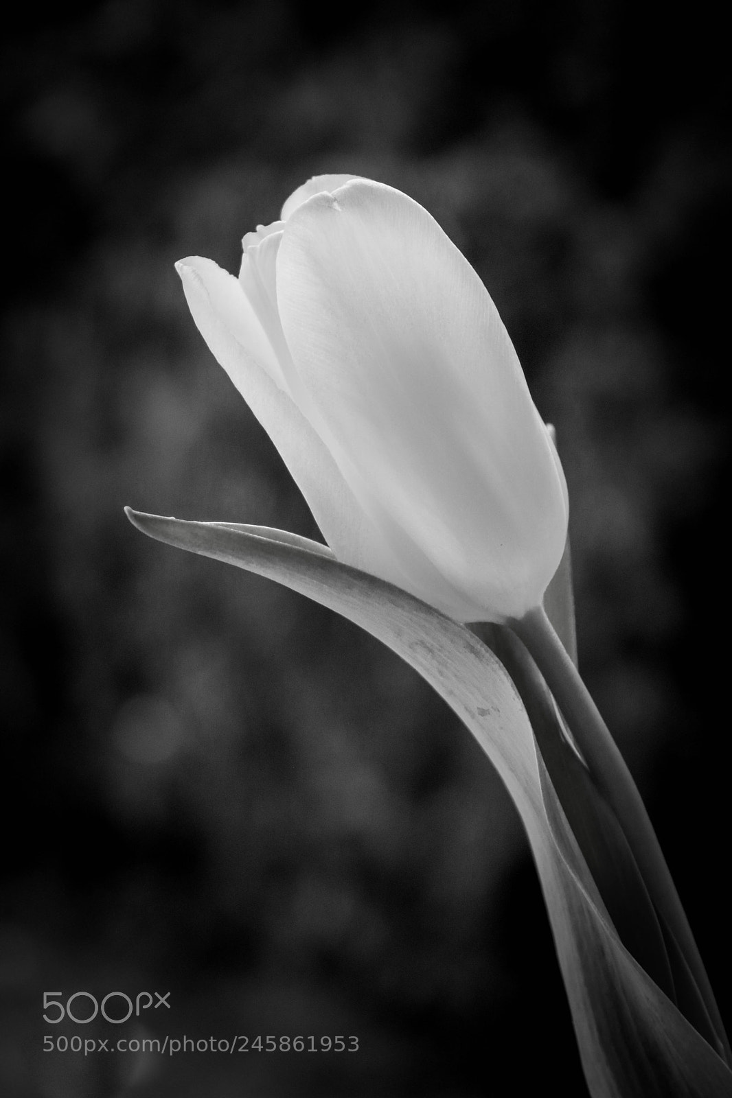 Canon EOS 750D (EOS Rebel T6i / EOS Kiss X8i) sample photo. Frühlingsboten... photography