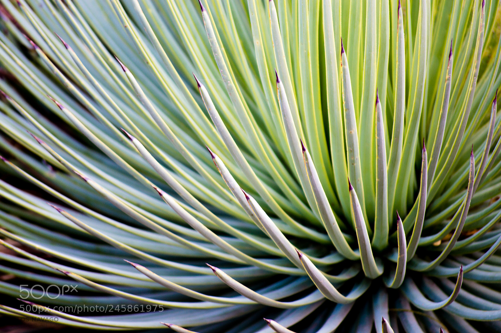 Nikon D3200 sample photo. Del agave y los photography