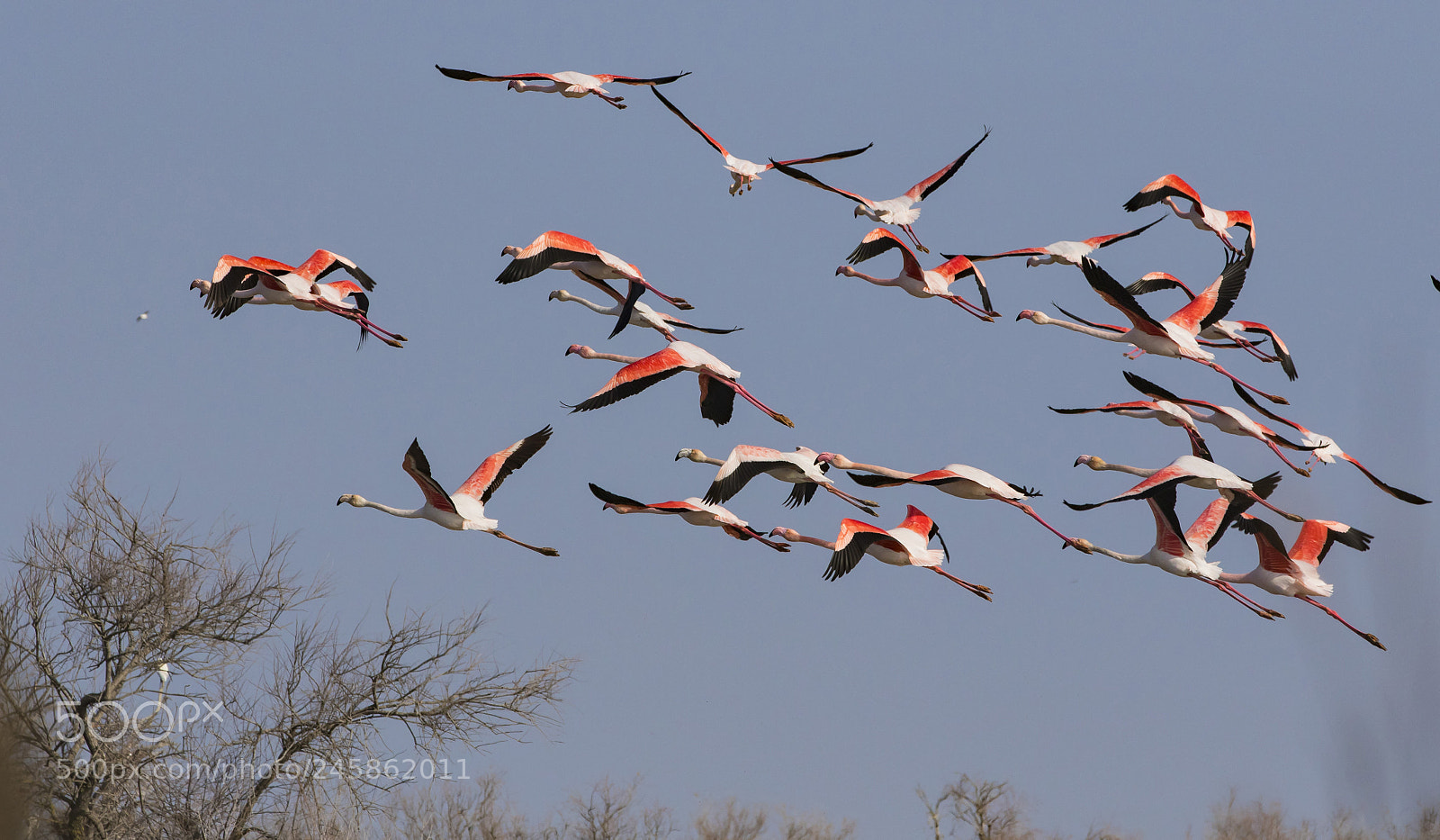 Canon EOS 7D Mark II sample photo. Pink flamingo photography