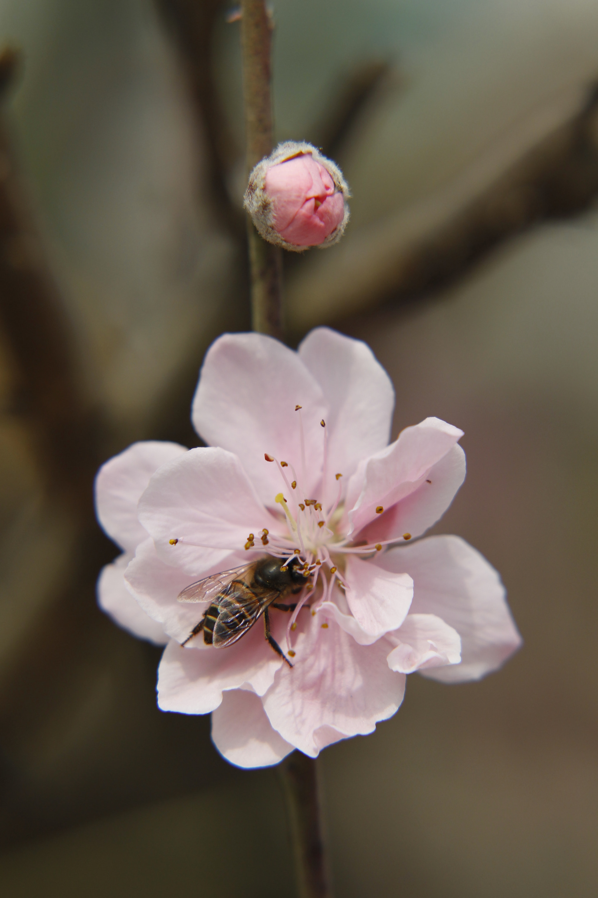Canon EF 85mm F1.2L II USM sample photo. P photography