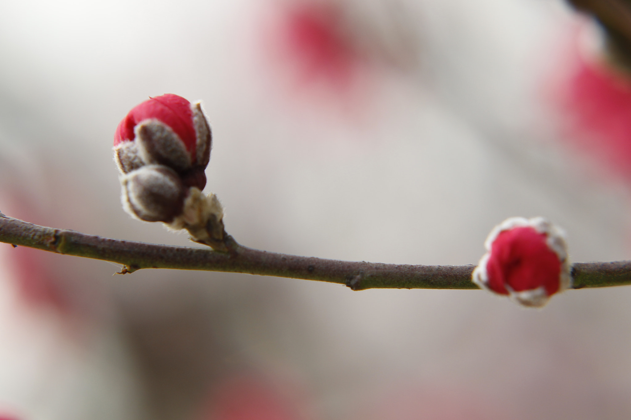 Canon EF 85mm F1.2L II USM sample photo. P photography