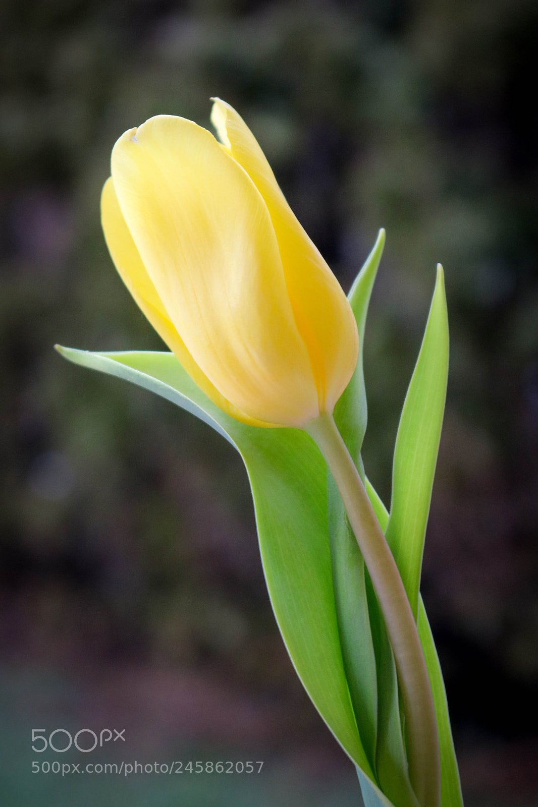 Canon EOS 750D (EOS Rebel T6i / EOS Kiss X8i) sample photo. Frühlingsboten... photography