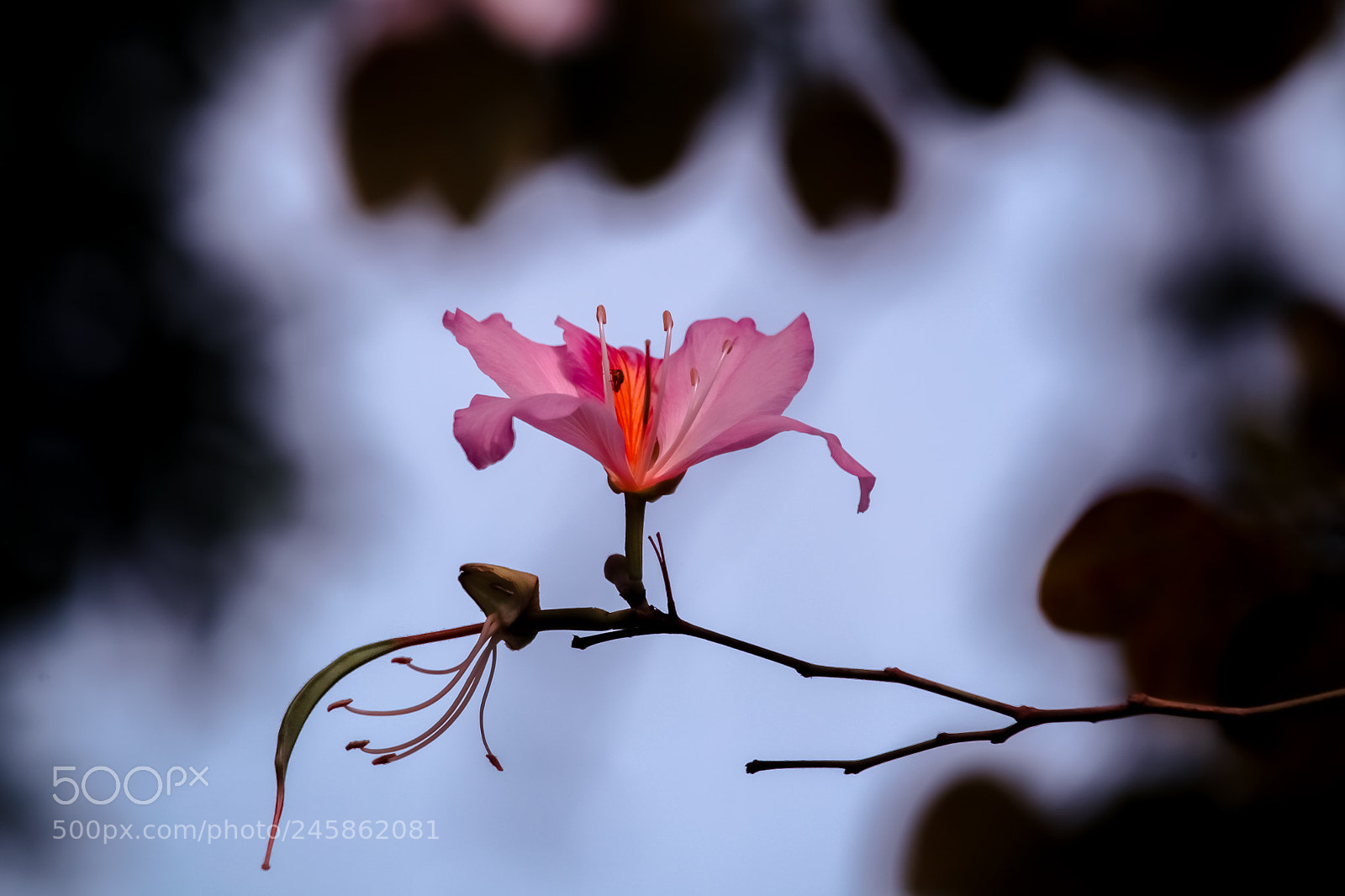 Canon EOS-1D Mark IV sample photo. A26p9521_2.jpg photography