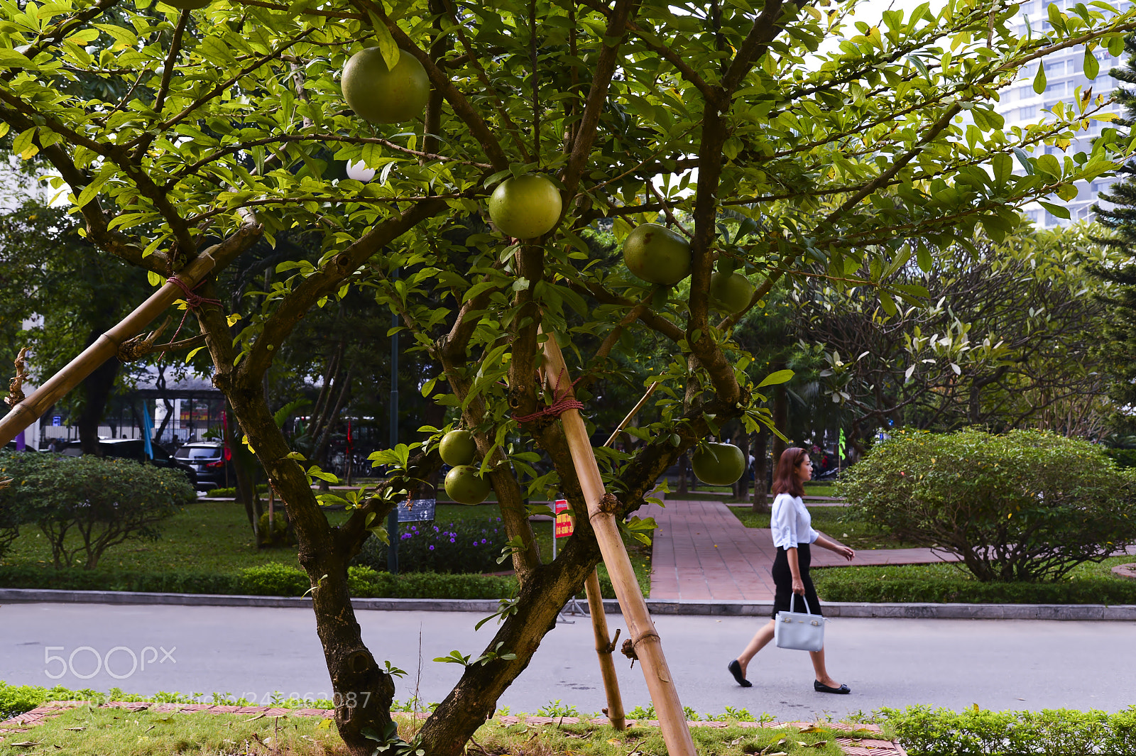 Nikon Df sample photo. Buoixinh photography