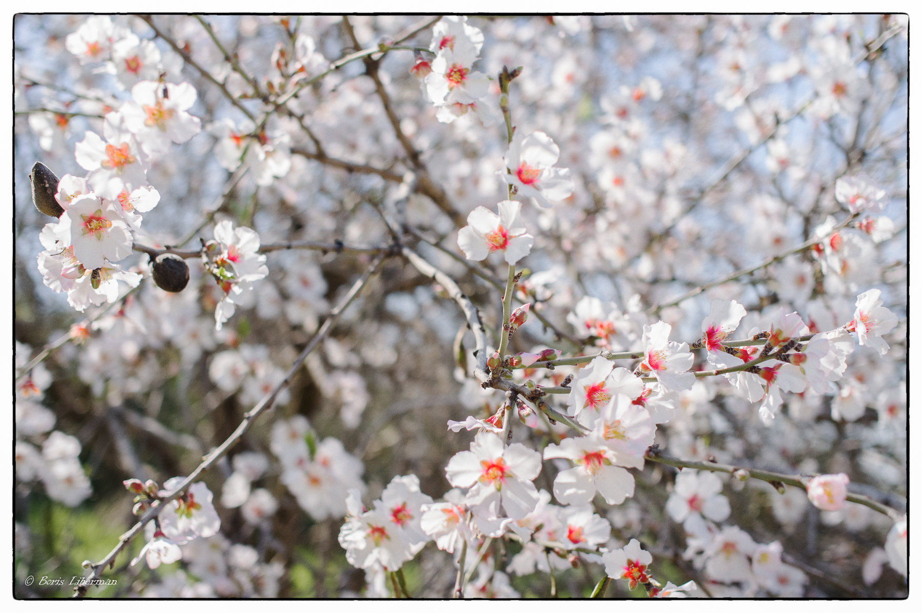 Ricoh GXR A12 sample photo. Blooming almonds photography