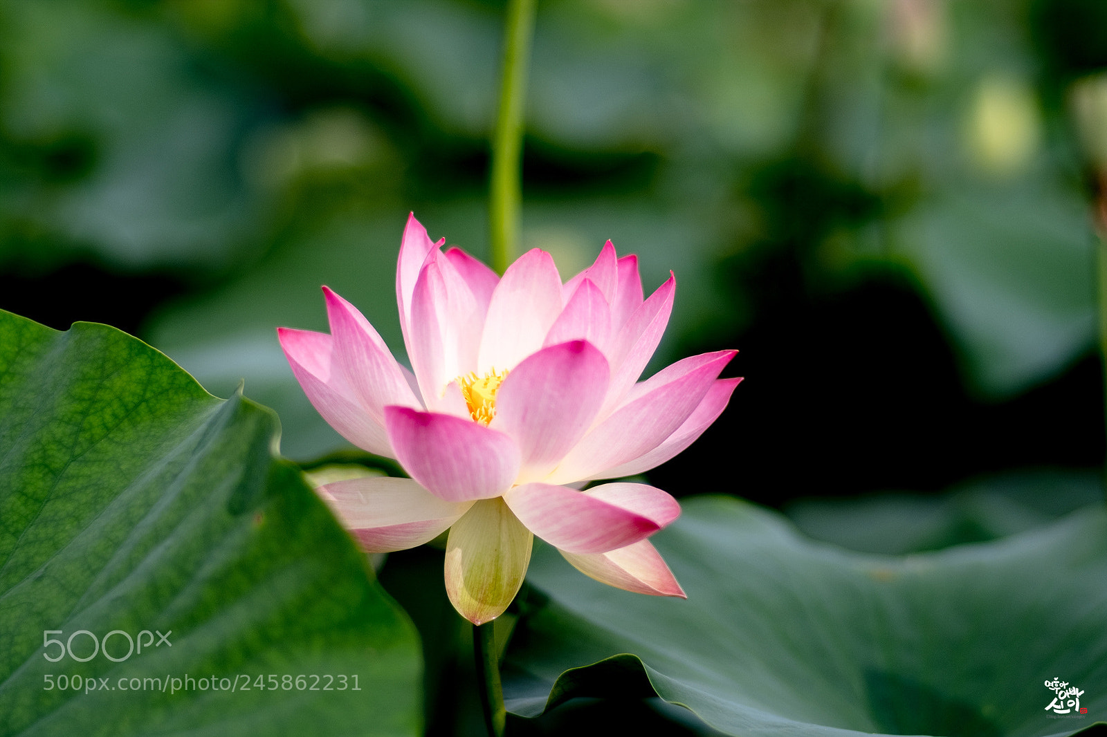 Fujifilm X-T2 sample photo. Lotus photography