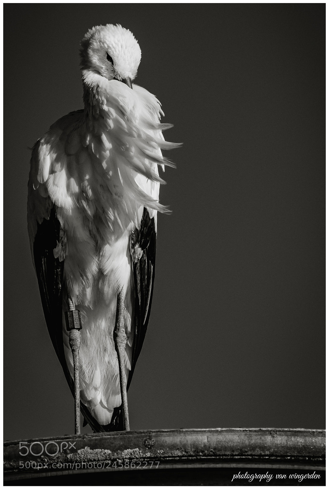 Olympus OM-D E-M1 Mark II sample photo. Ooievaar photography