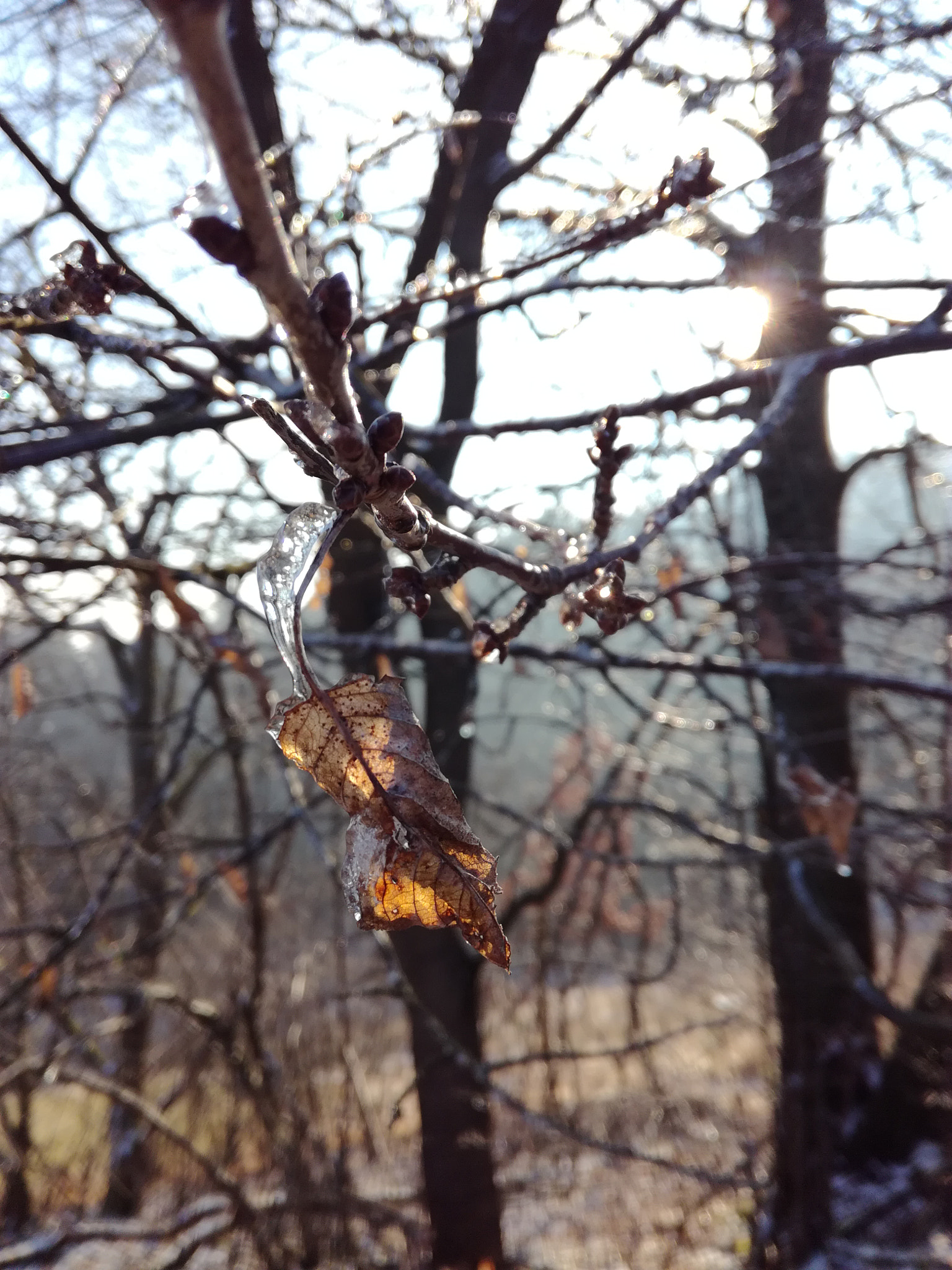 HUAWEI Honor 5C sample photo. Hope for spring photography