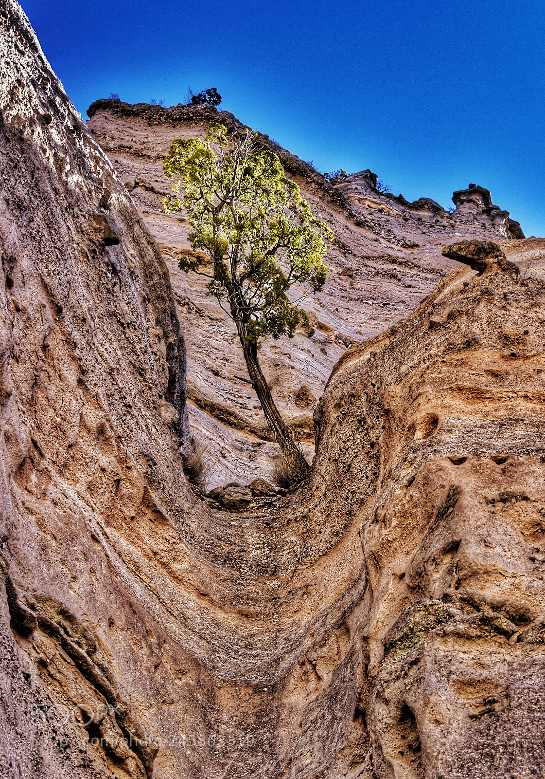 Nikon D810 sample photo. Tough tree photography