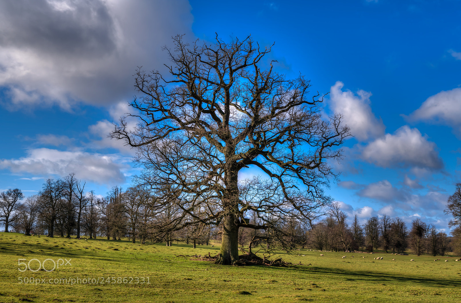 Nikon D850 sample photo. Lonely giant photography