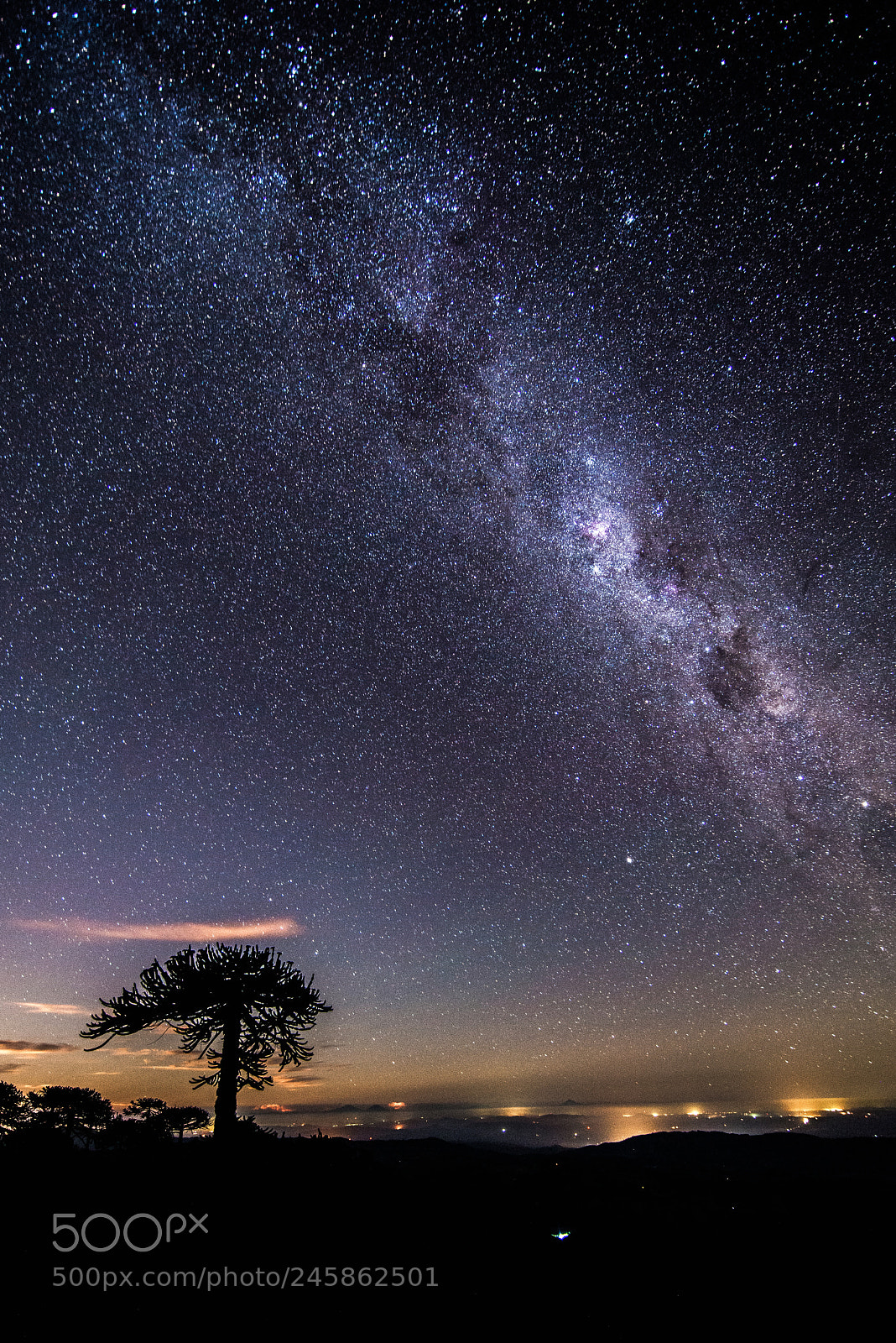 Nikon D610 sample photo. Araucaria nocturna photography