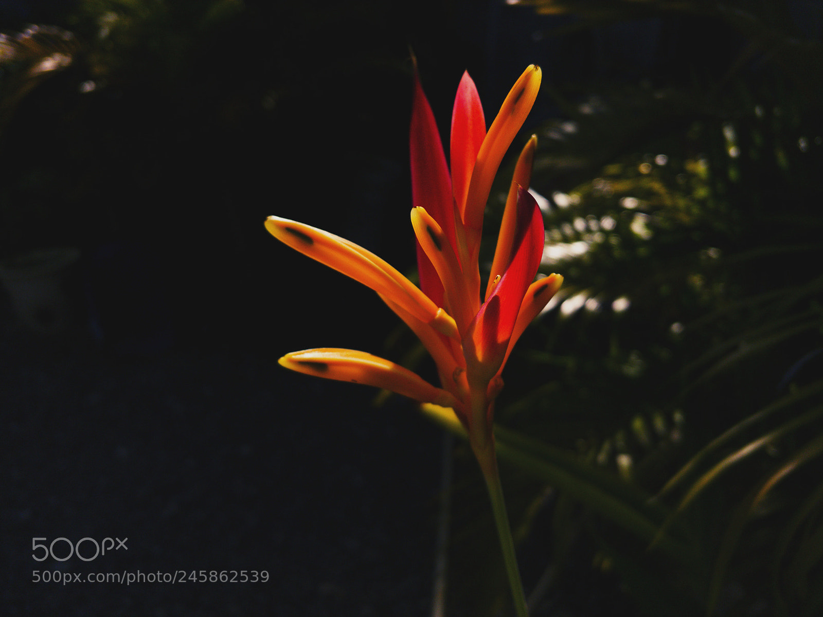 LG V30 sample photo. Crimson glow photography