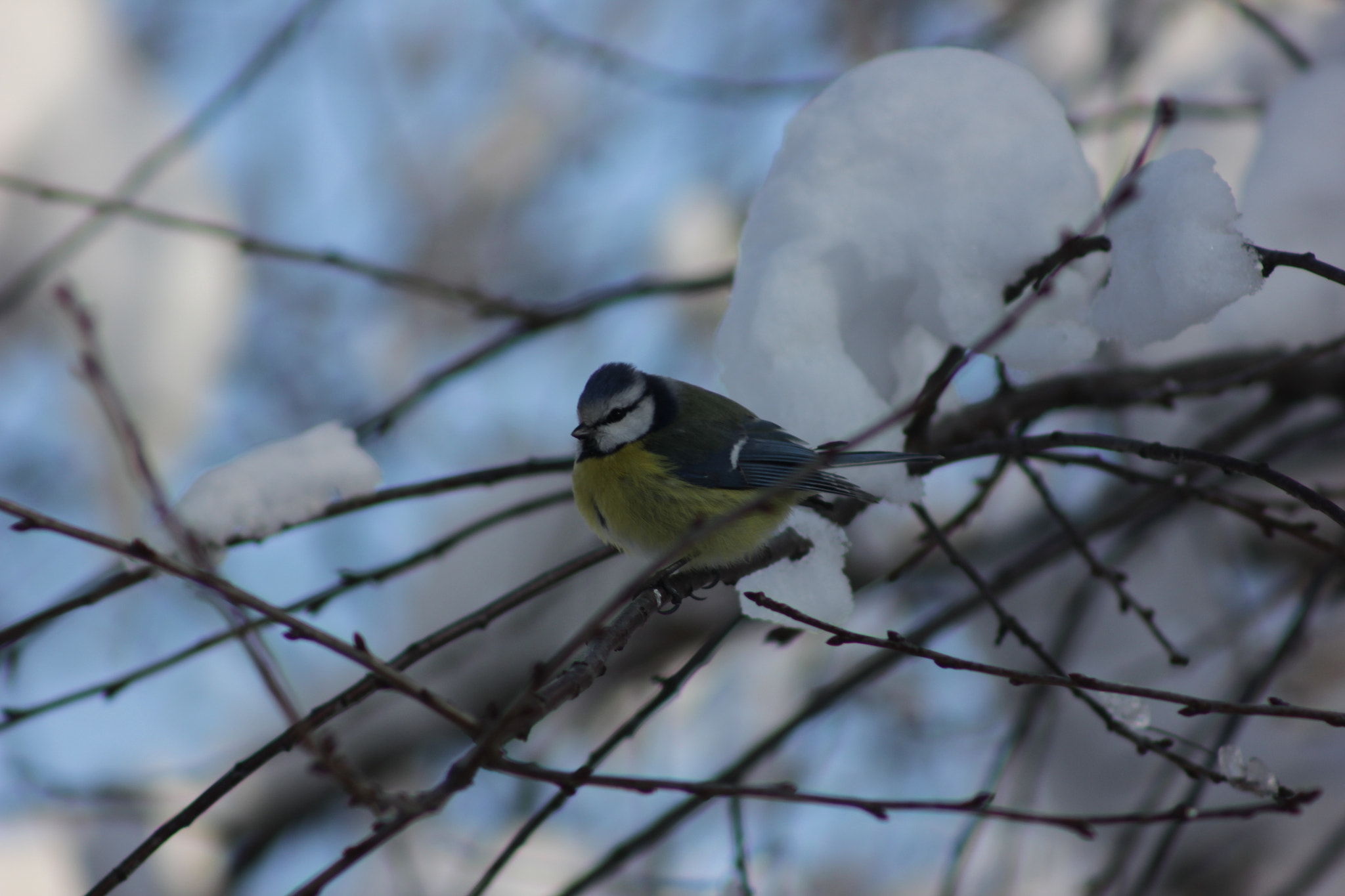 Canon EOS 600D (Rebel EOS T3i / EOS Kiss X5) + EF75-300mm f/4-5.6 sample photo. Bird photography