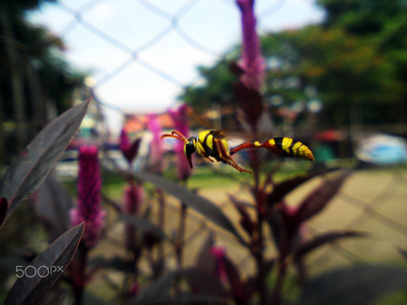 Sony Ericsson C902 sample photo. Bumble bee photography