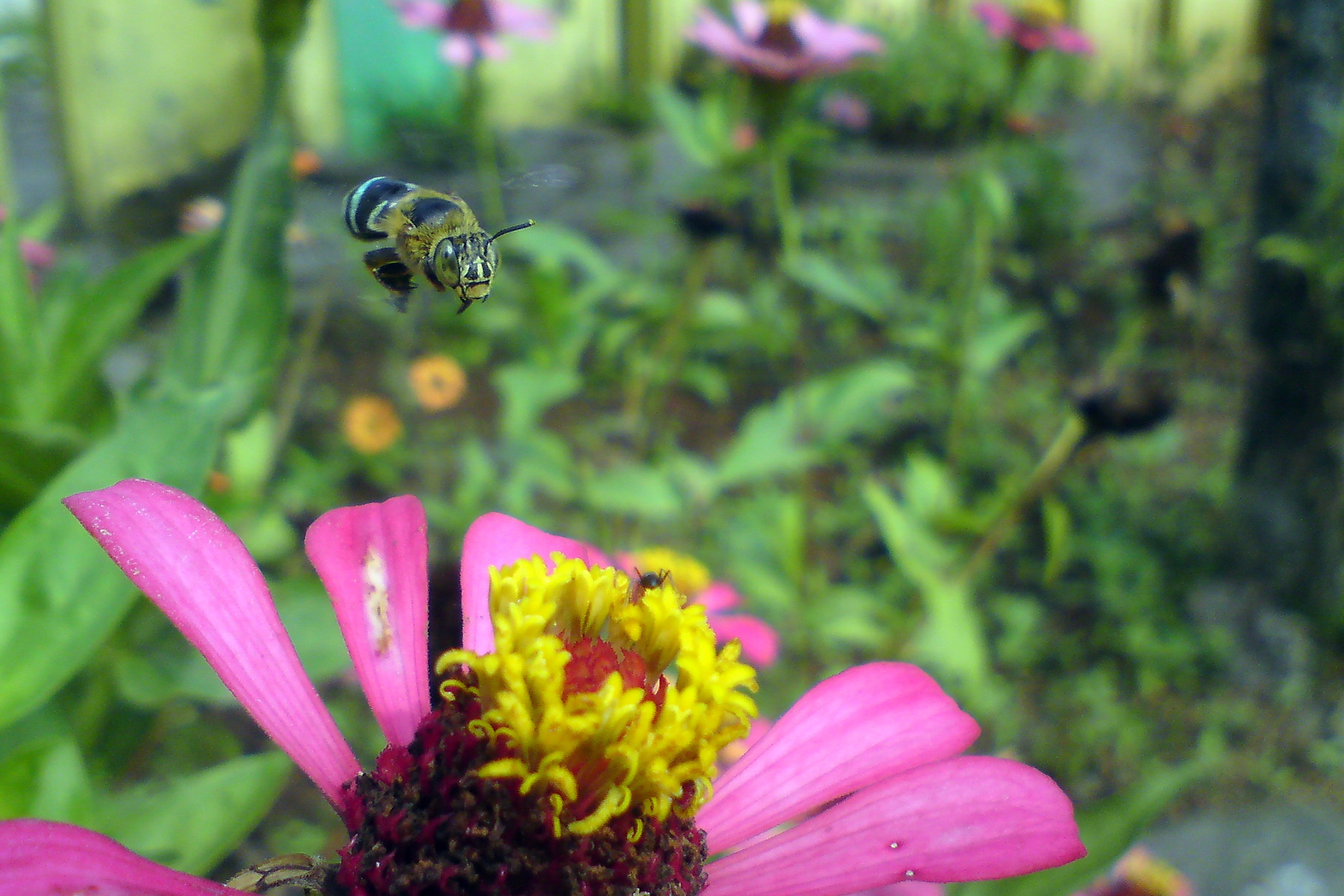 Sony Ericsson C902 sample photo. Flying bee photography