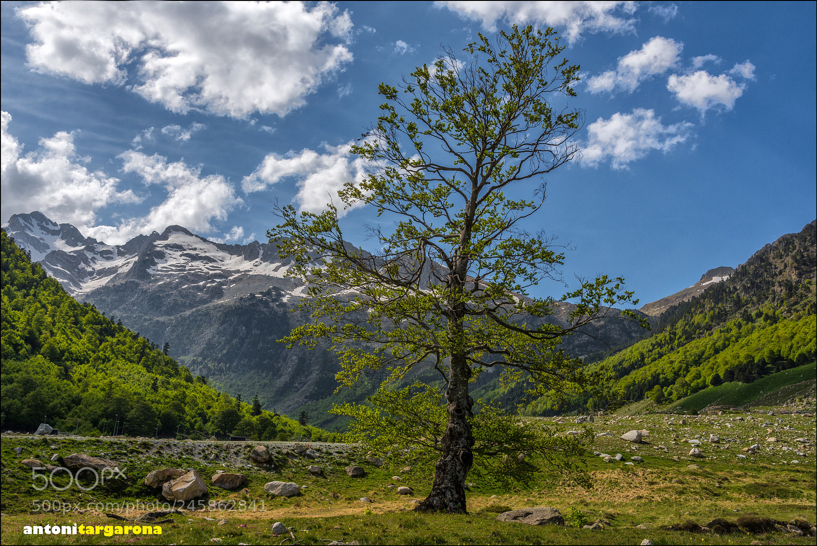 Nikon D7200 sample photo. The tree photography