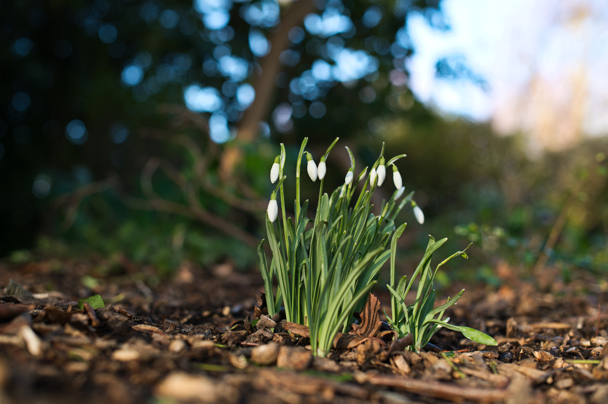 Nikon D850 + Nikon AF-S Nikkor 50mm F1.4G sample photo. Snowdrop stampede. photography