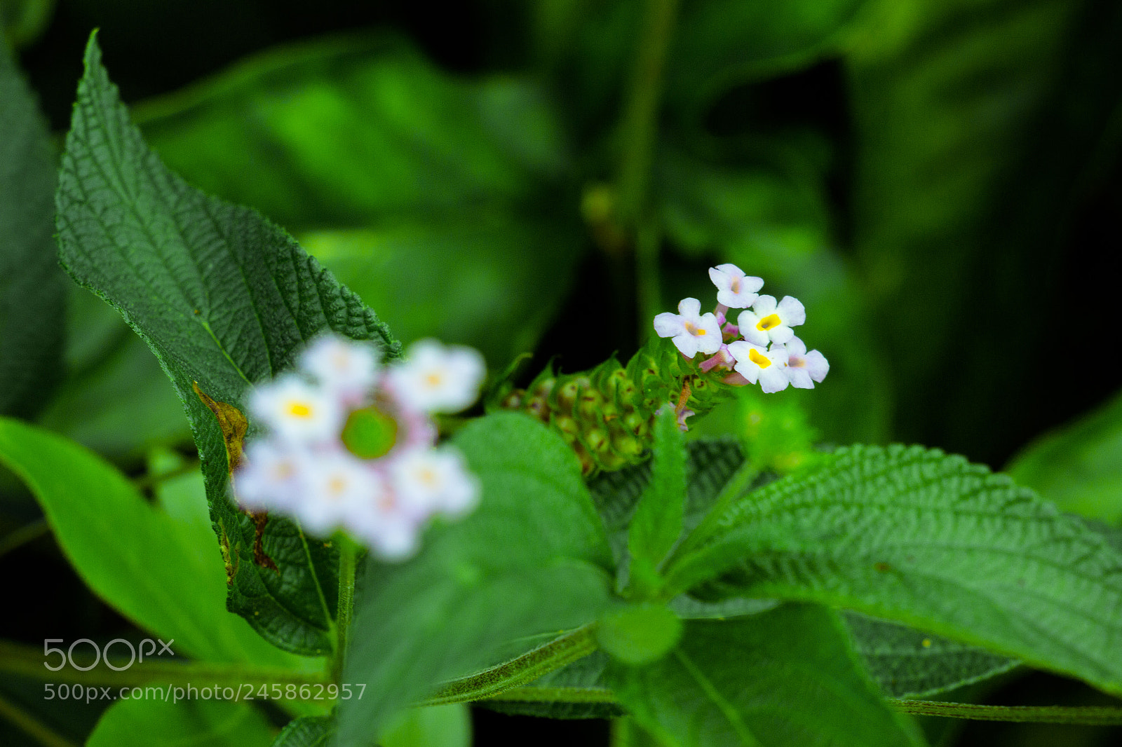 Canon EOS 700D (EOS Rebel T5i / EOS Kiss X7i) sample photo. Mini flowers photography