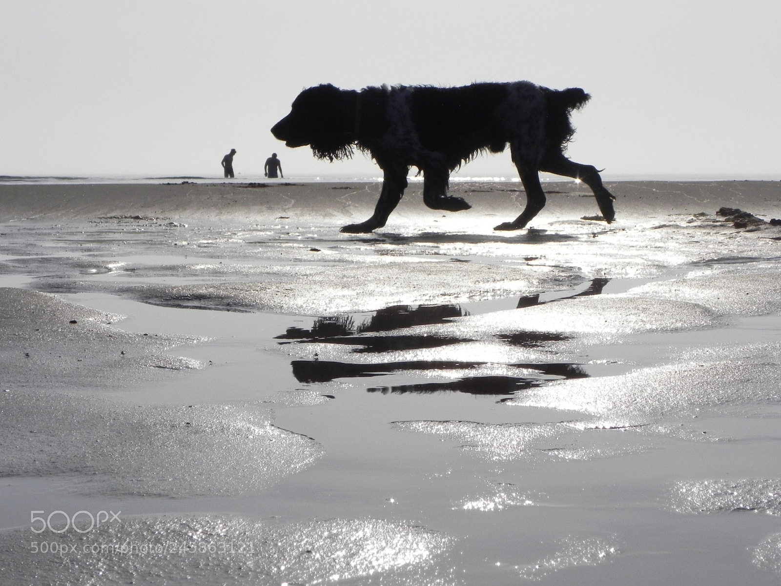 Nikon Coolpix P100 sample photo. Dog on the beach photography