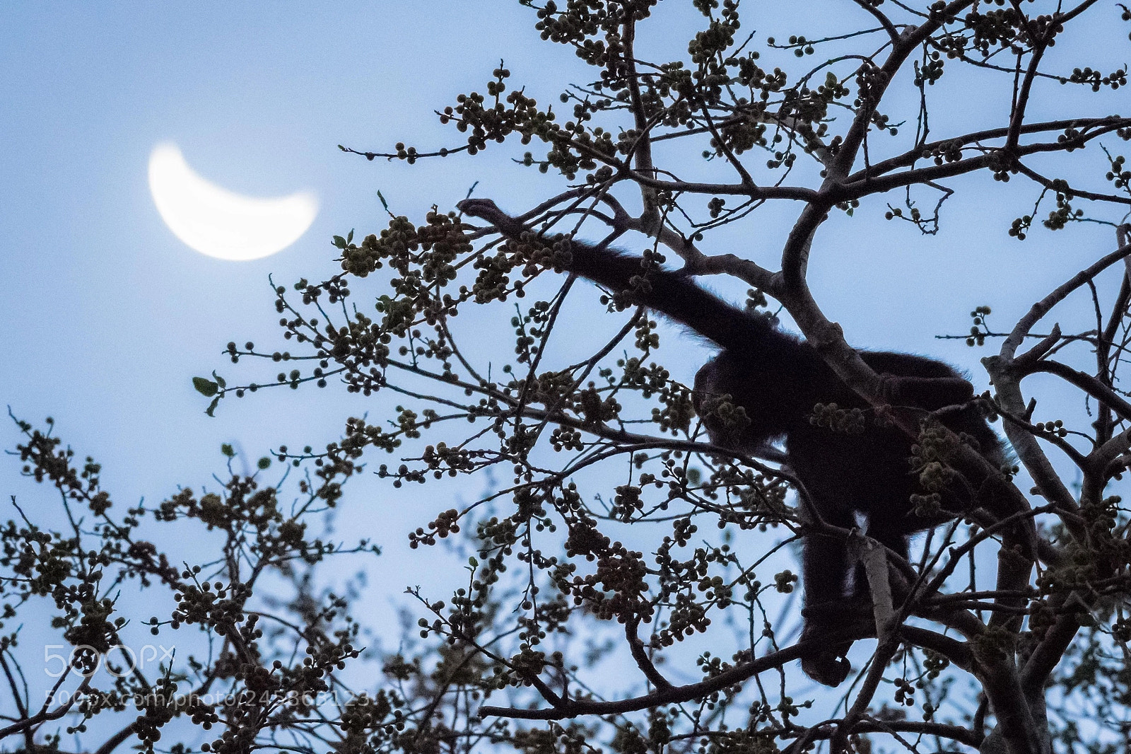 Nikon D500 sample photo. Reaching for the moon photography