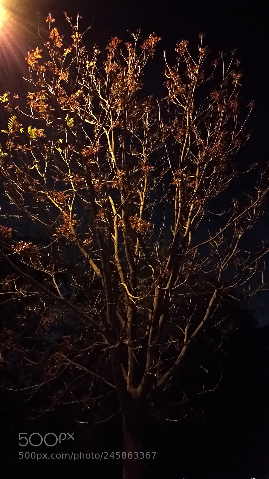 Xiaomi Mi A1 sample photo. Untitled photography