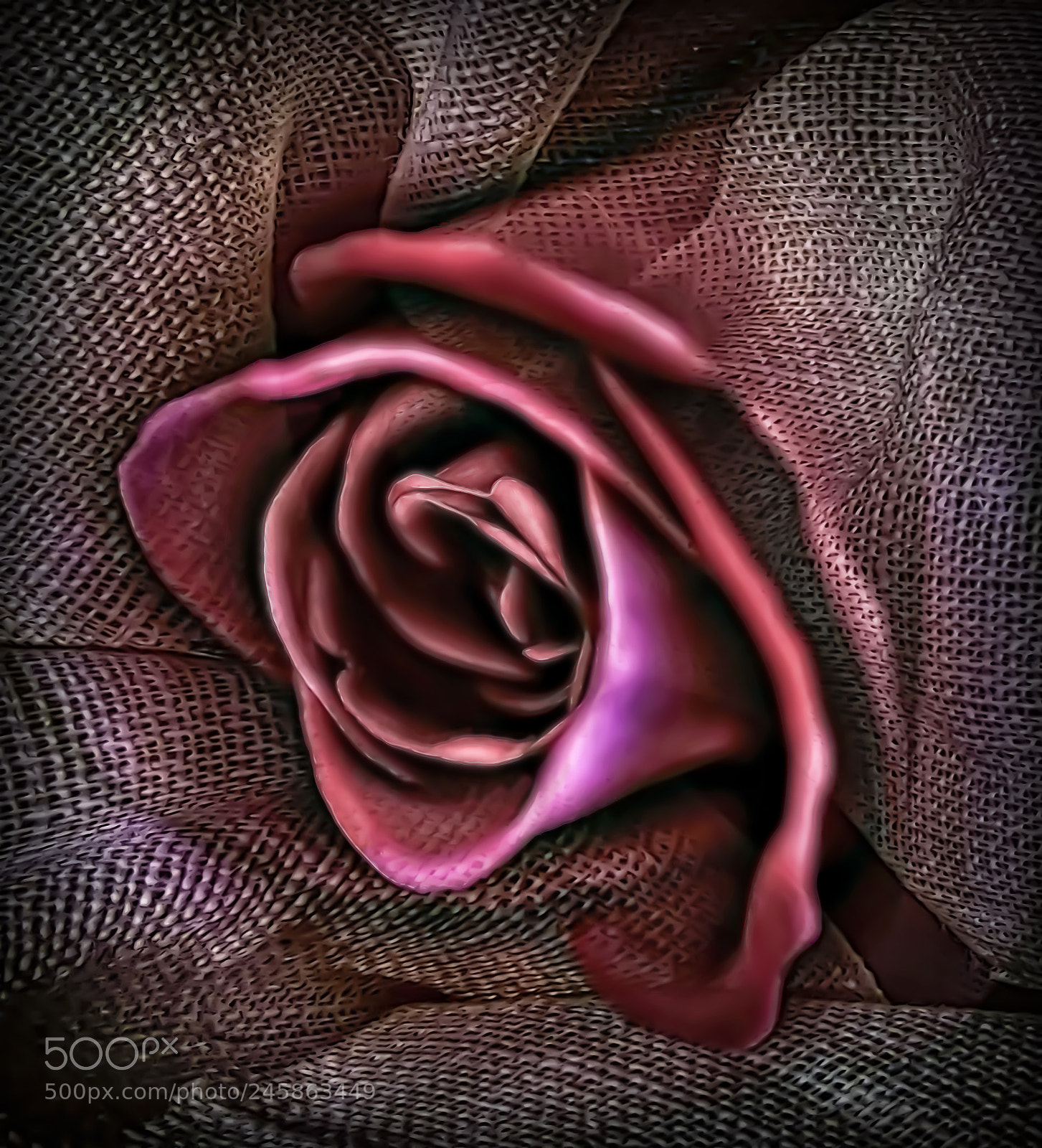Canon EOS 50D sample photo. Burlap rose photography